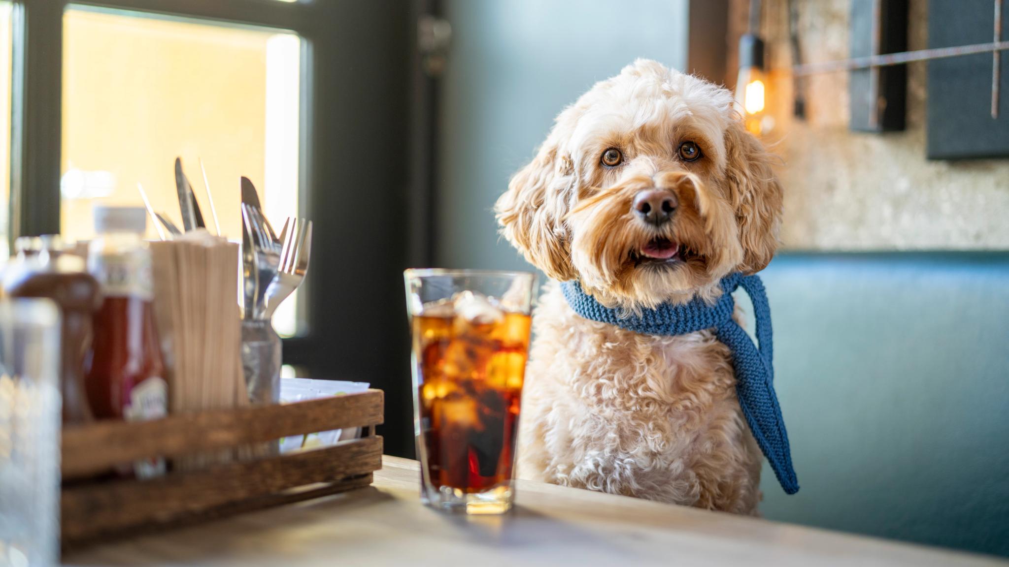 Dog at BD57, a restaurant for dogs in Grünerløkka in Oslo, Eastern Norway