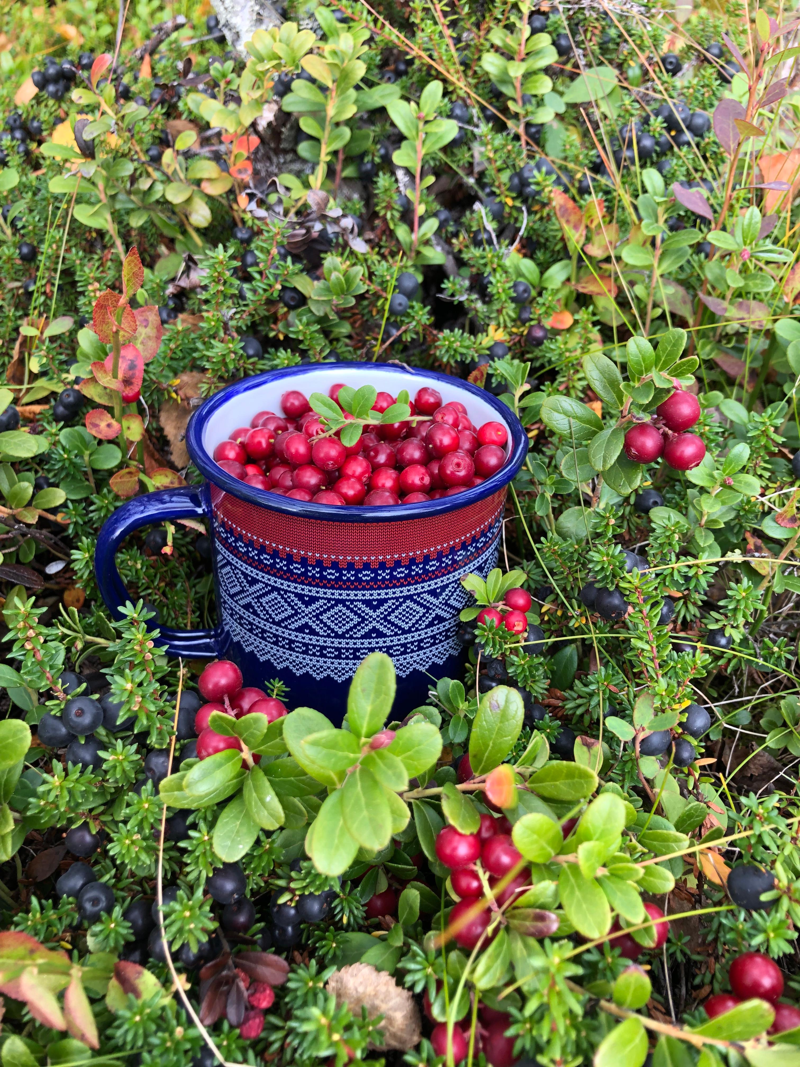 Coffee cup filled with lingonberry with the Norwegian Marius pattern
