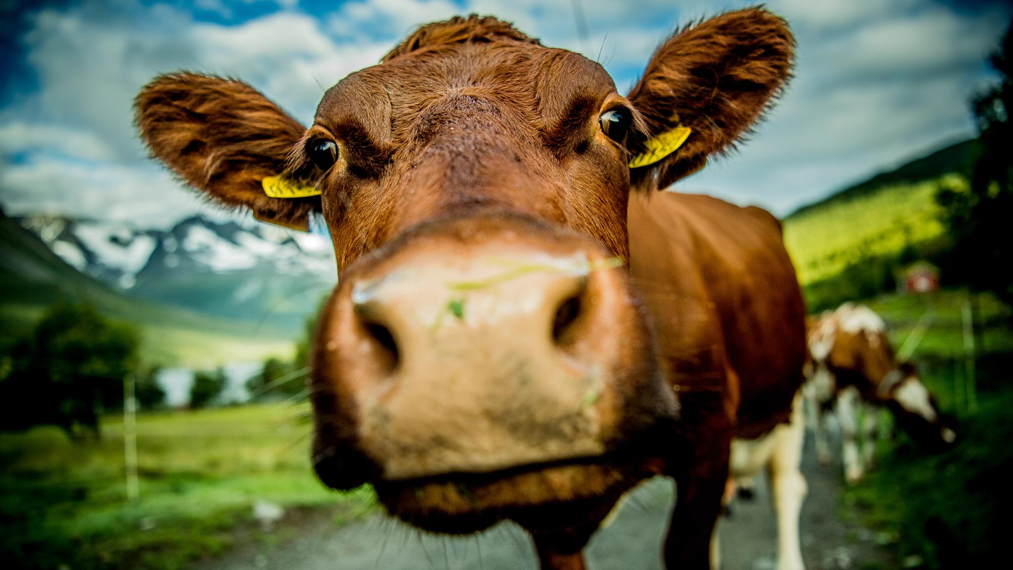 Close-up of a cow at Renndølsetra in the Innerdalen valley in Northwest, Fjord Norway.
