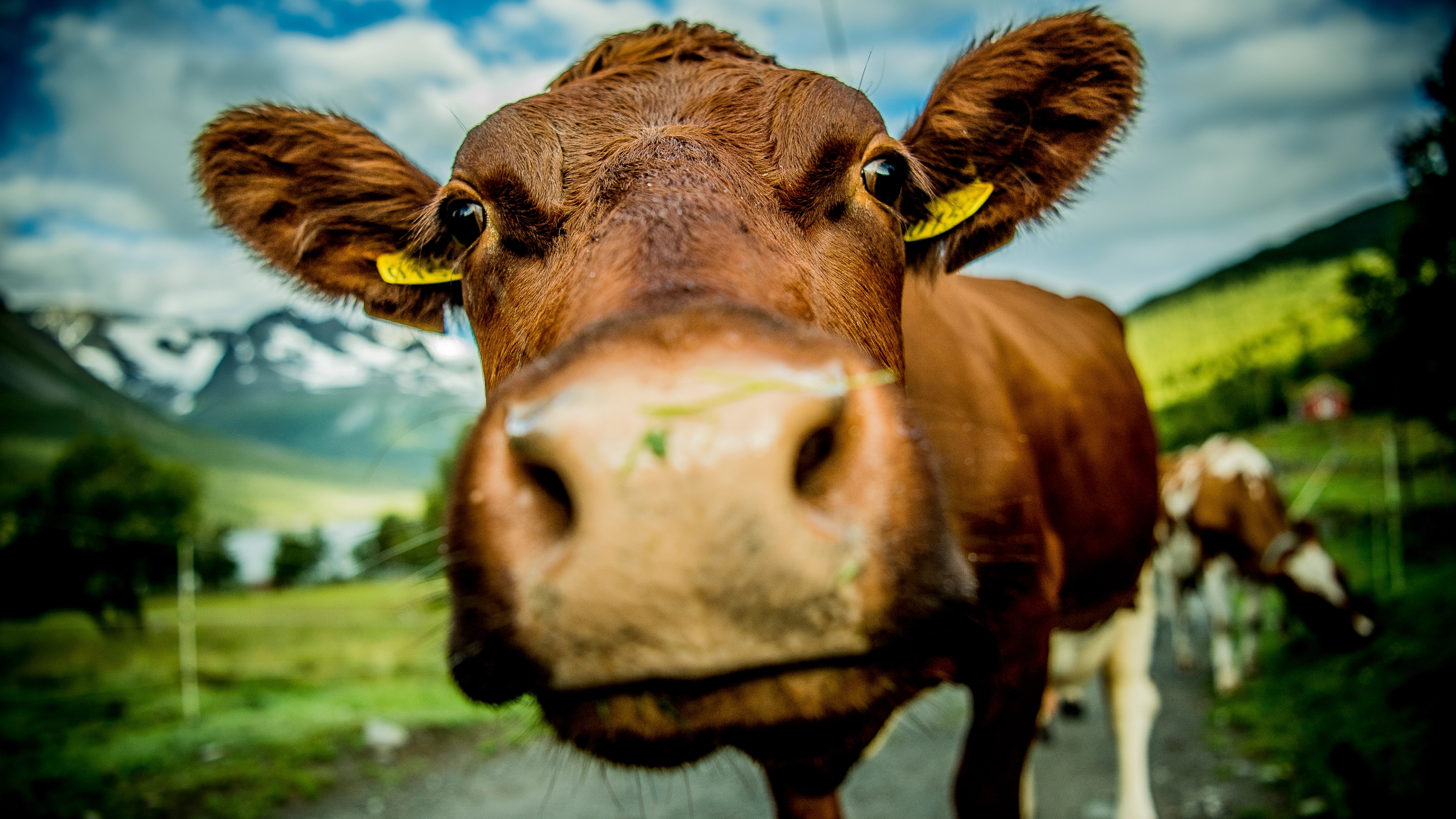 Close-up of a cow at Renndølsetra in the Innerdalen valley in Northwest, Fjord Norway.