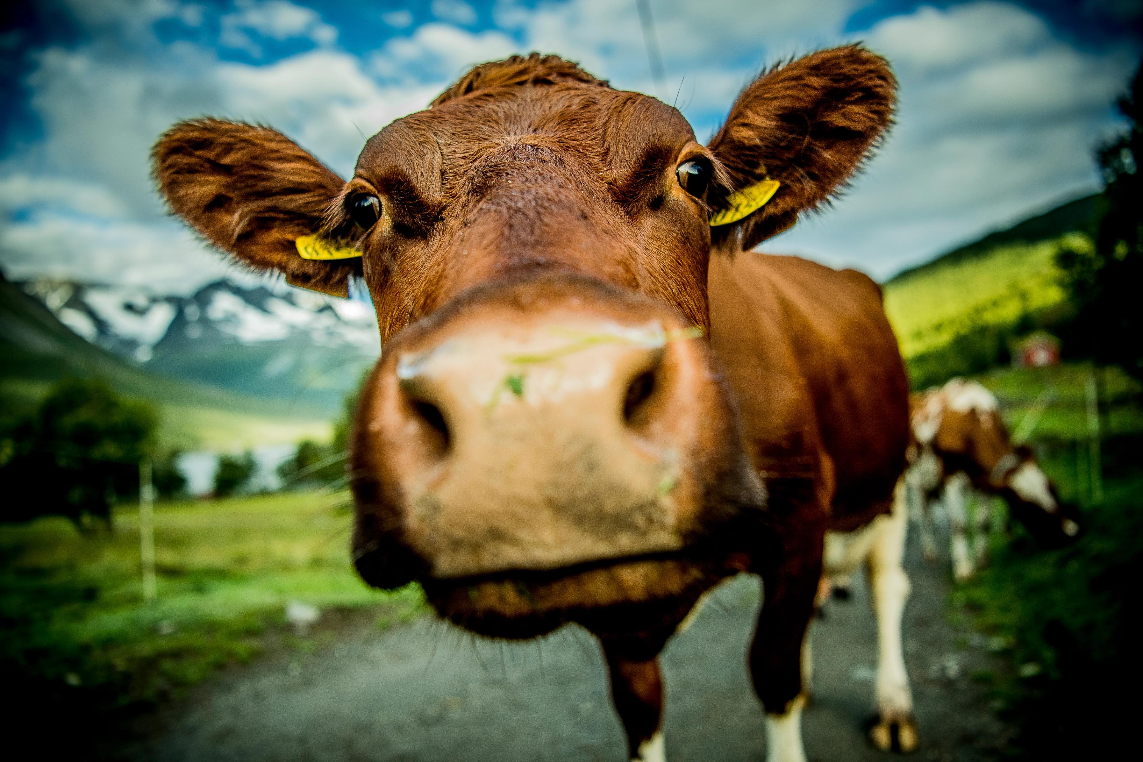 Close-up of a cow at Renndølsetra in the Innerdalen valley in Northwest, Fjord Norway.