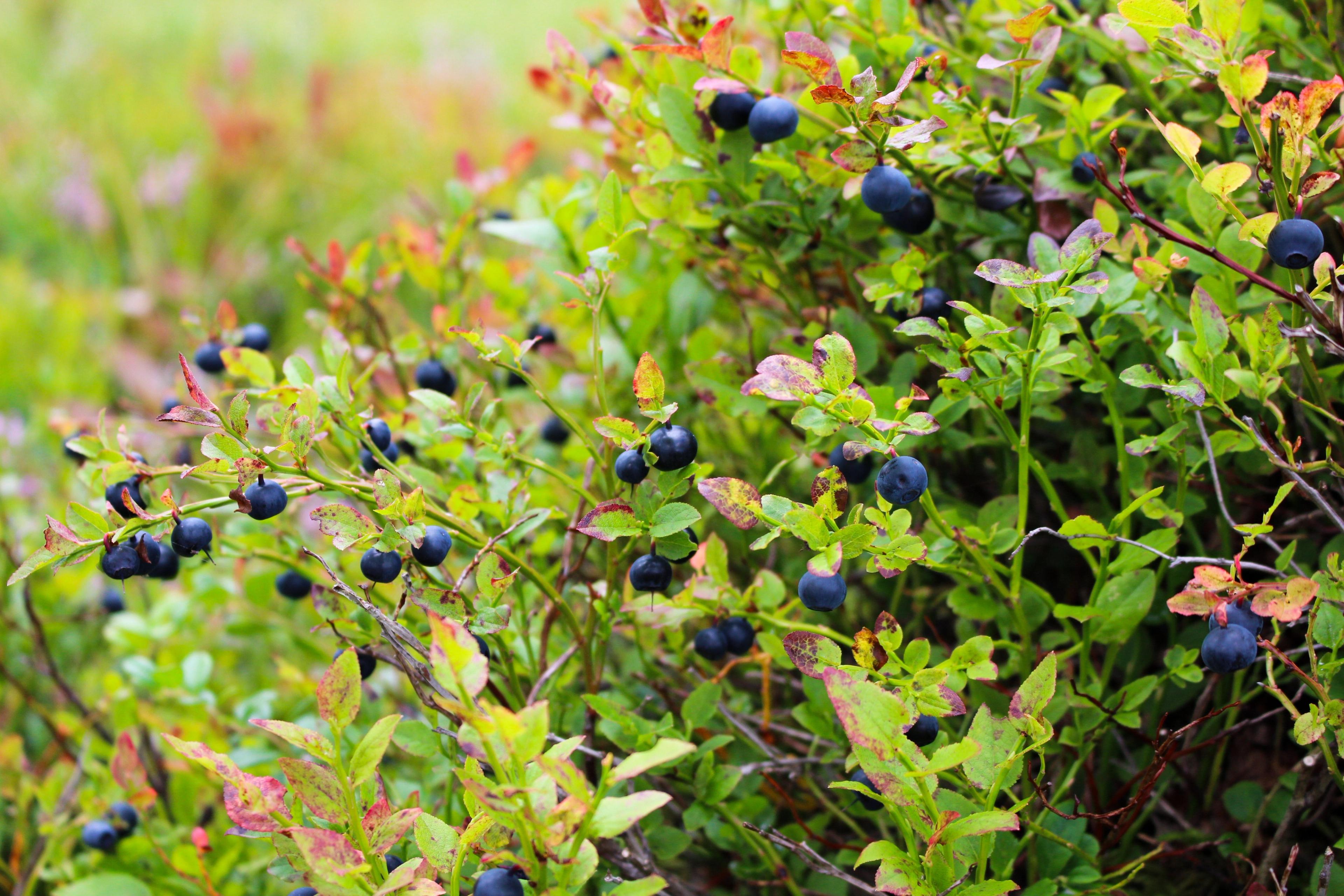 Blueberries in the forest in Norway