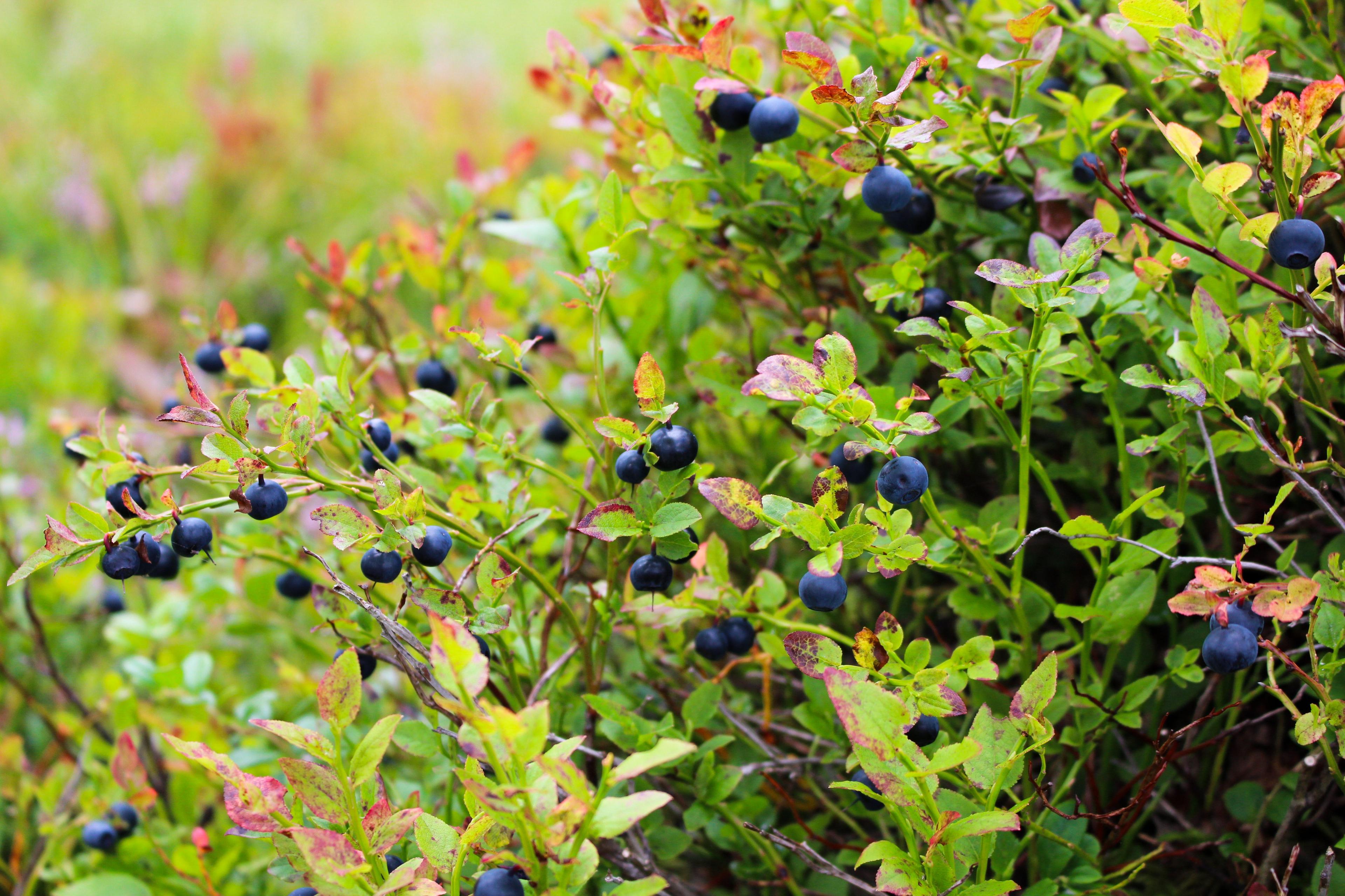 Blueberries in the forest in Norway