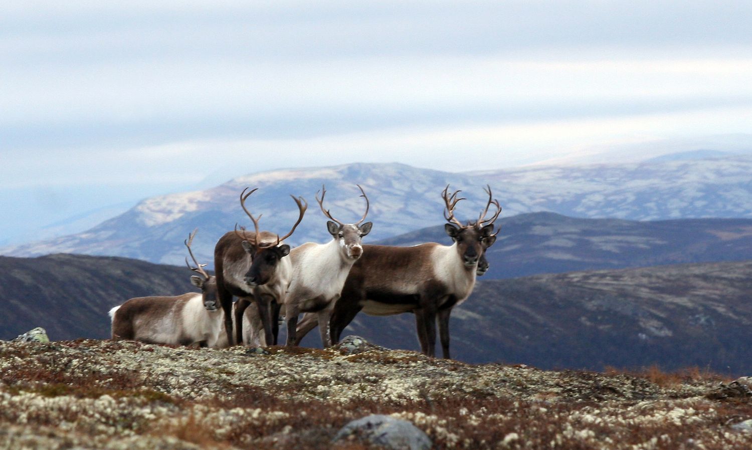 One reindeer lying down and three standing up in the Villreinsenter area in Dovrefjell, Eastern Norway.