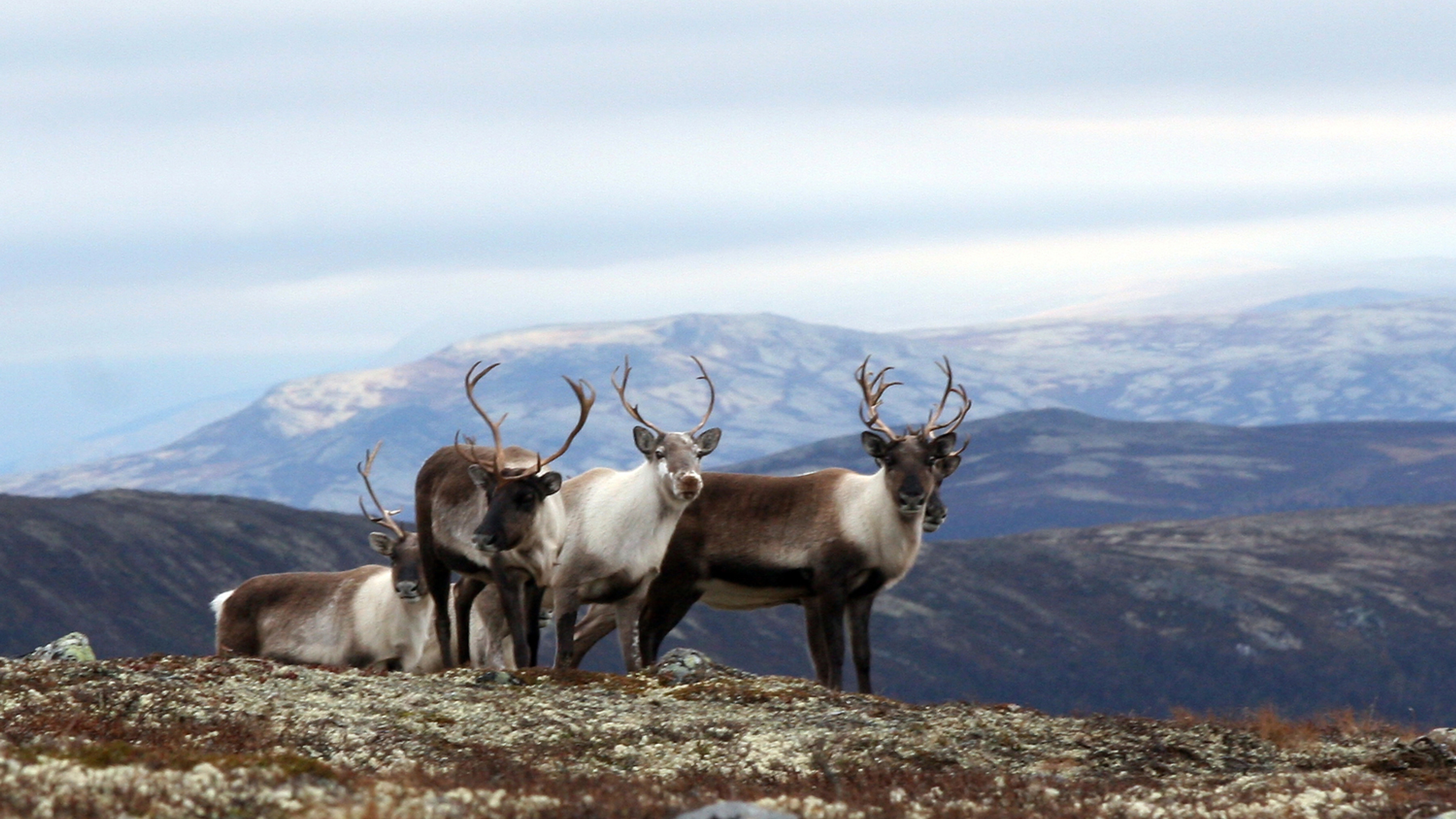 One reindeer lying down and three standing up in the Villreinsenter area in Dovrefjell, Eastern Norway.