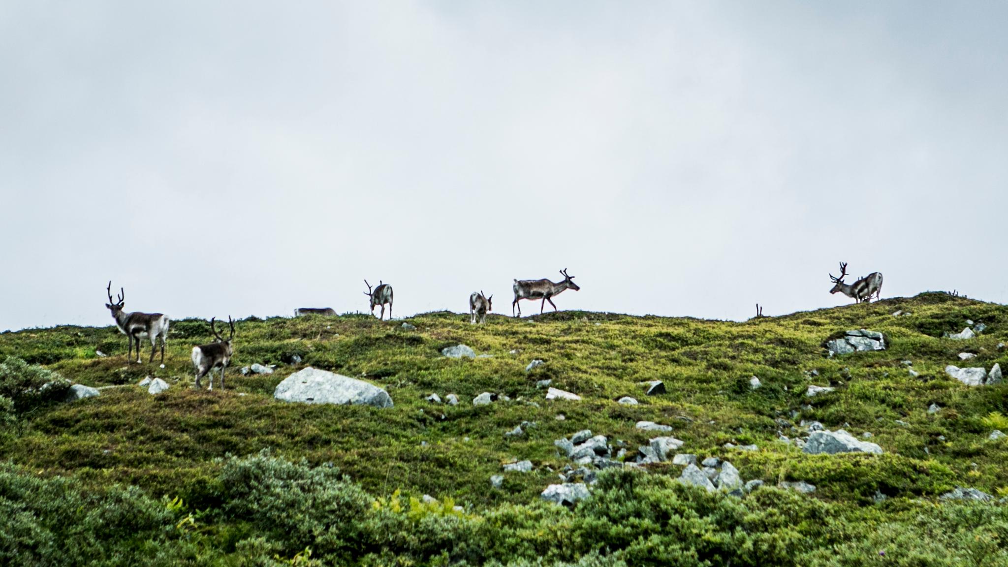 Reindeer on the Finnmark plateau in summer