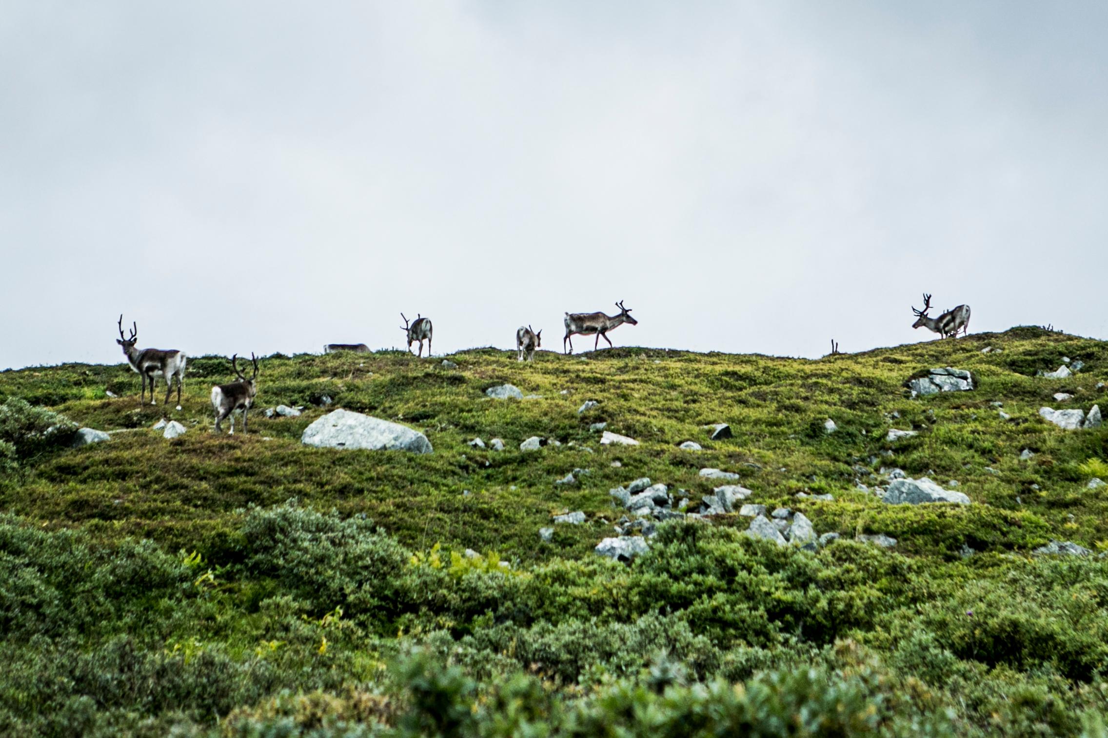 Reindeer on the Finnmark plateau in summer