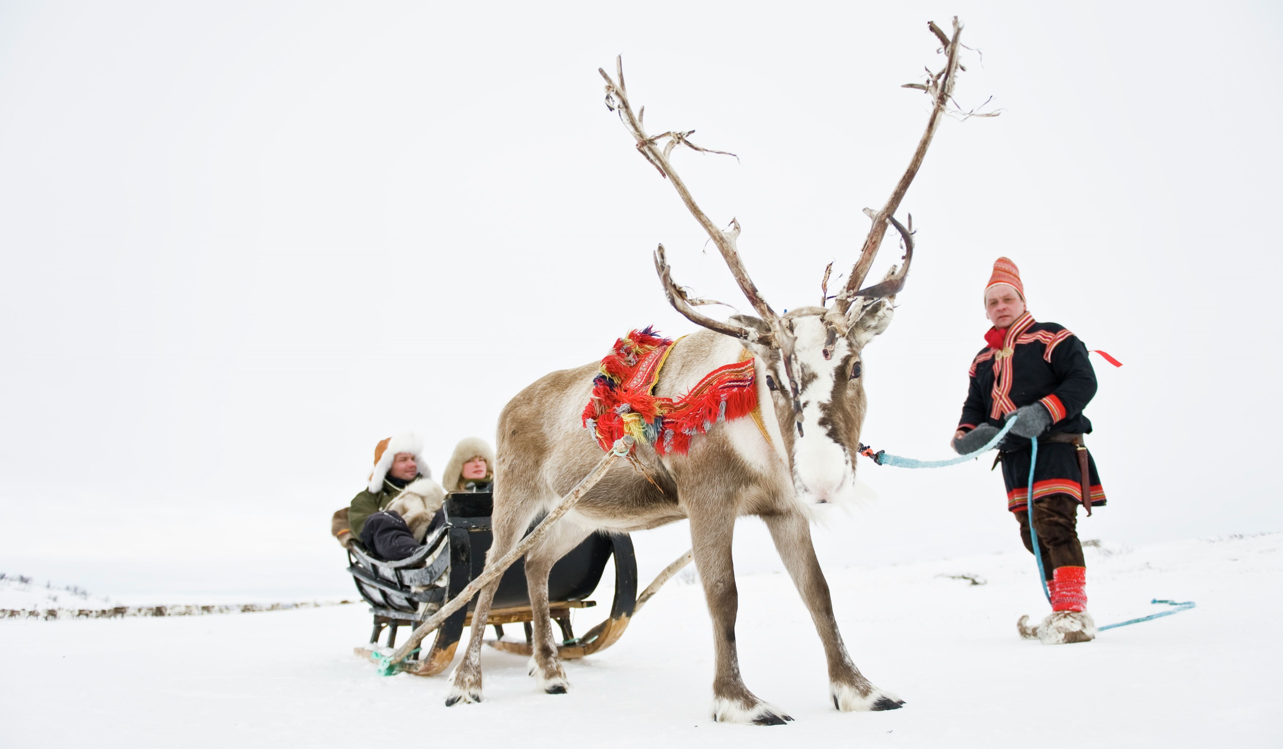 A couple in a sleigh pulled by a reindeer, held by a Sami man