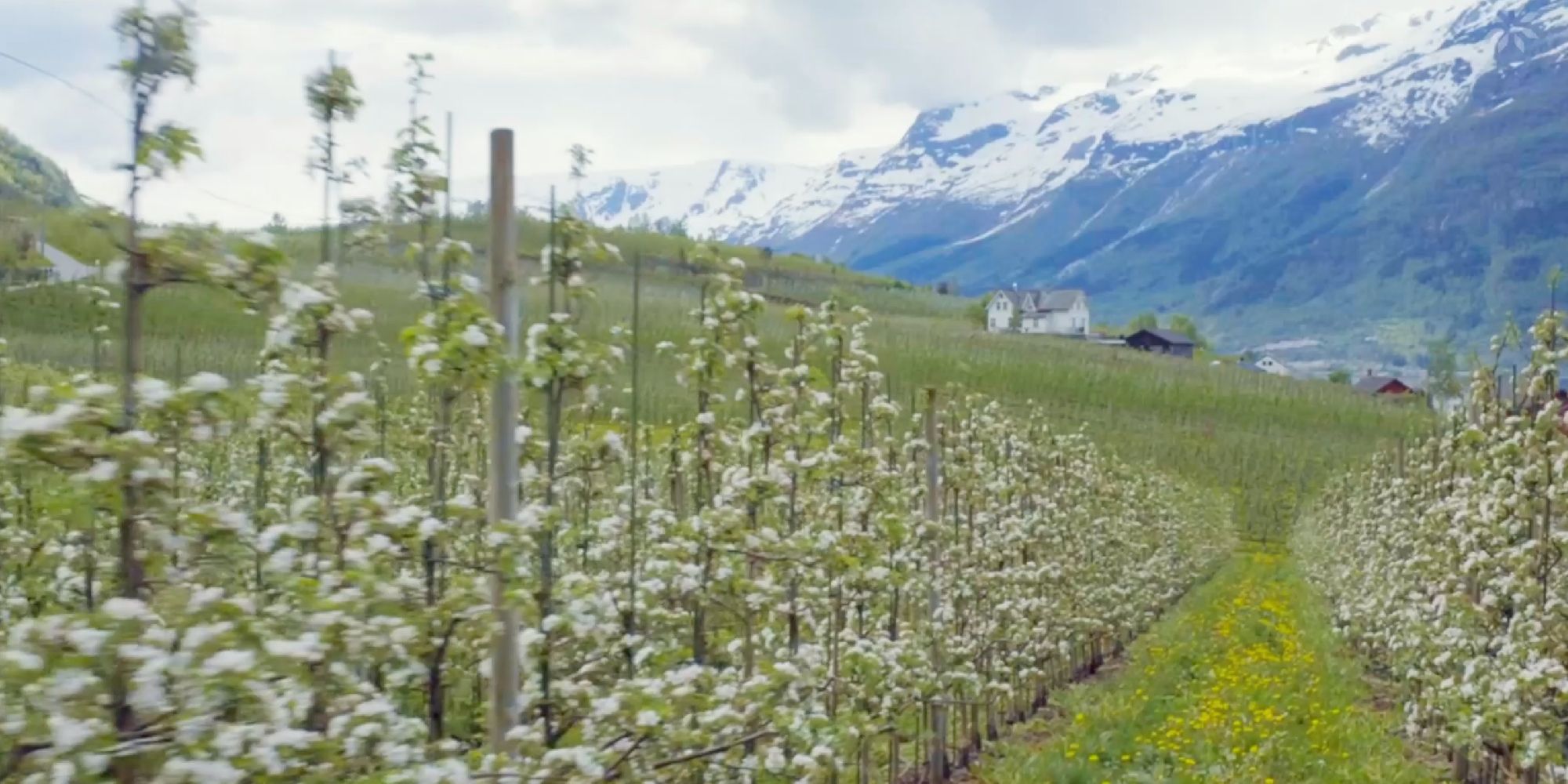 Hardangerfjord orchards