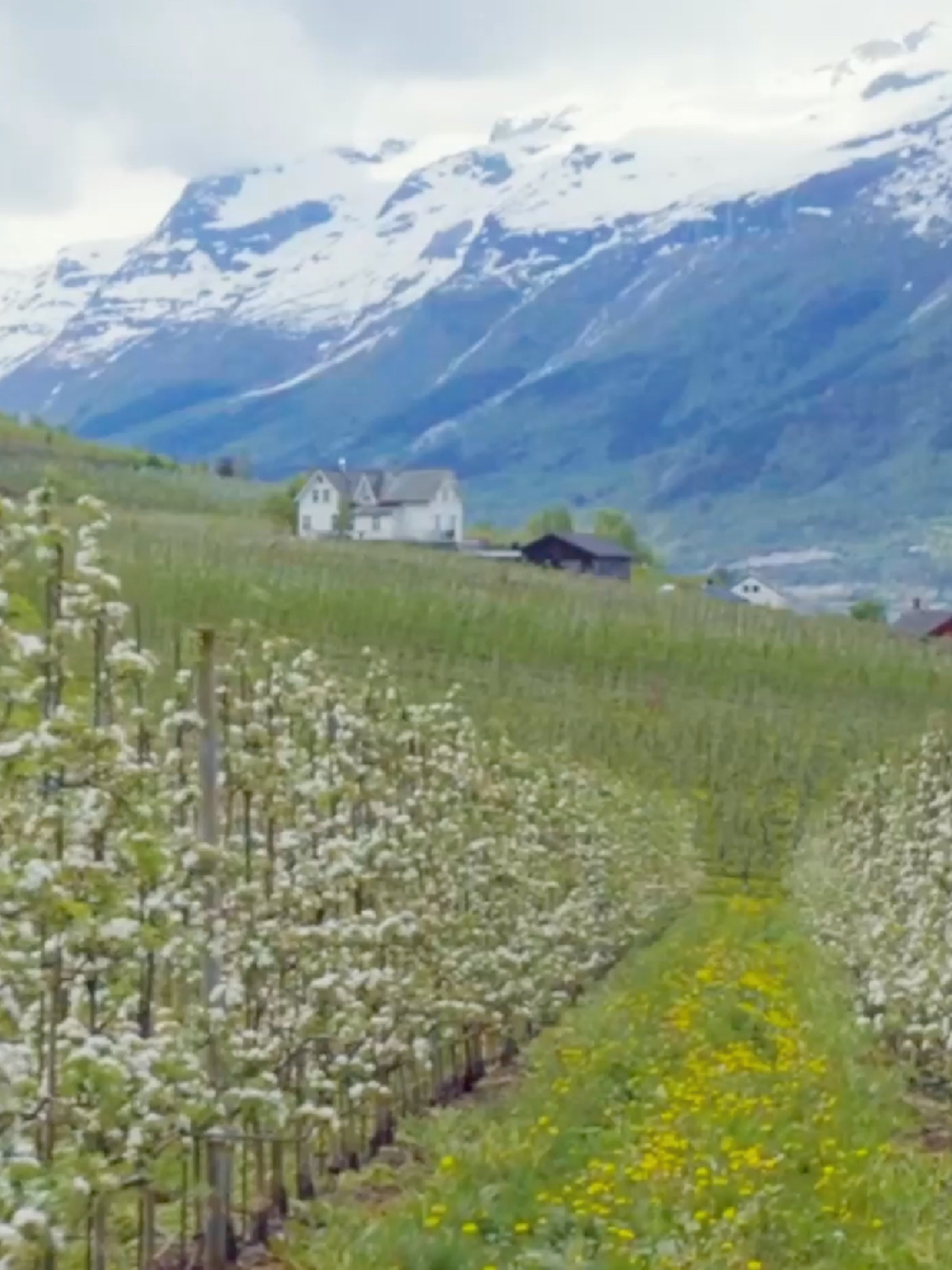 Hardangerfjord orchards