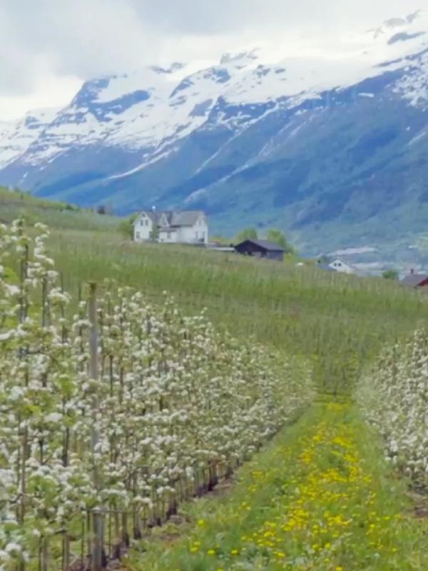 Hardangerfjord orchards