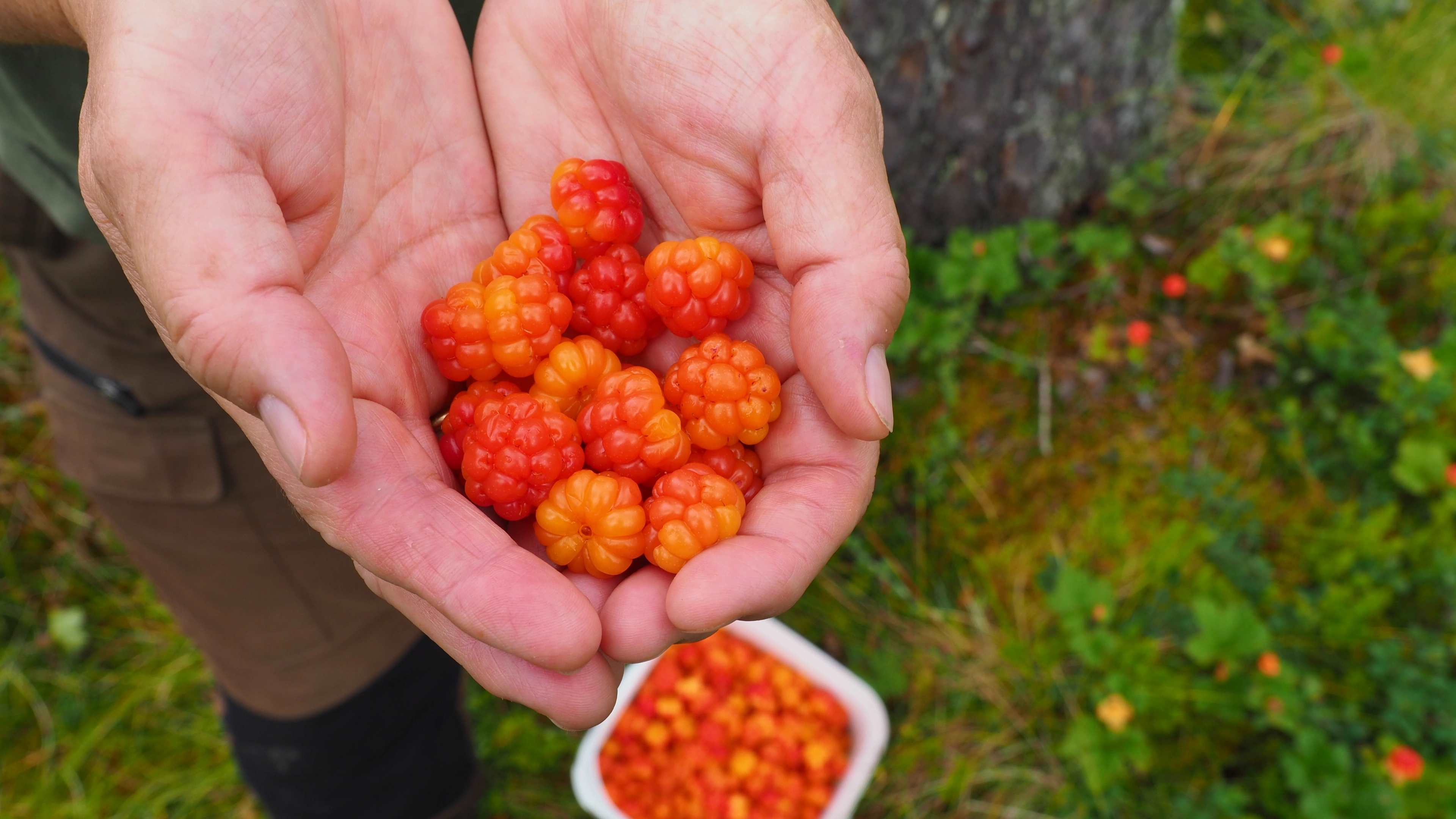 Cloudberries found in a forest in Eastern Norway