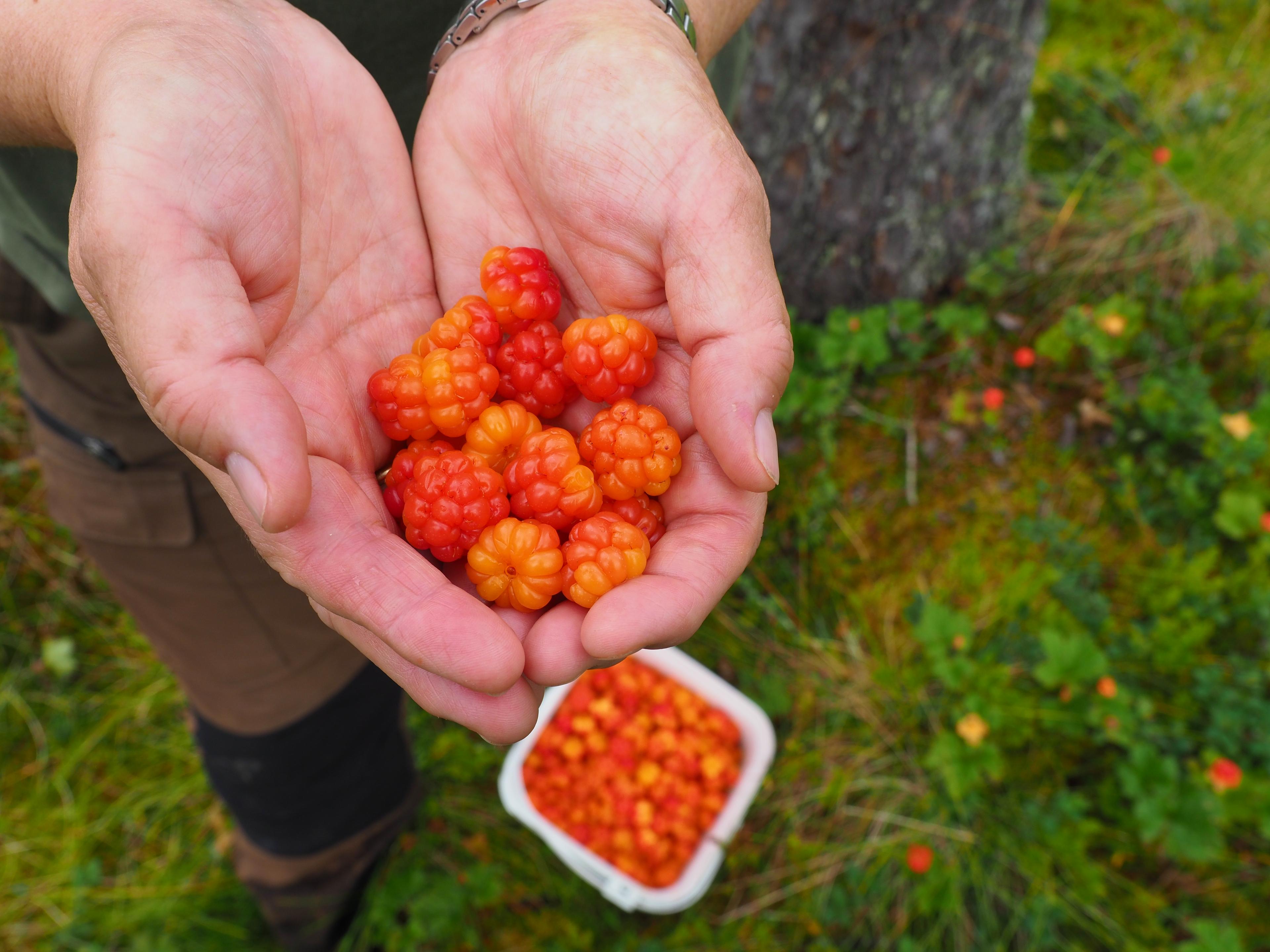 Cloudberries found in a forest in Eastern Norway