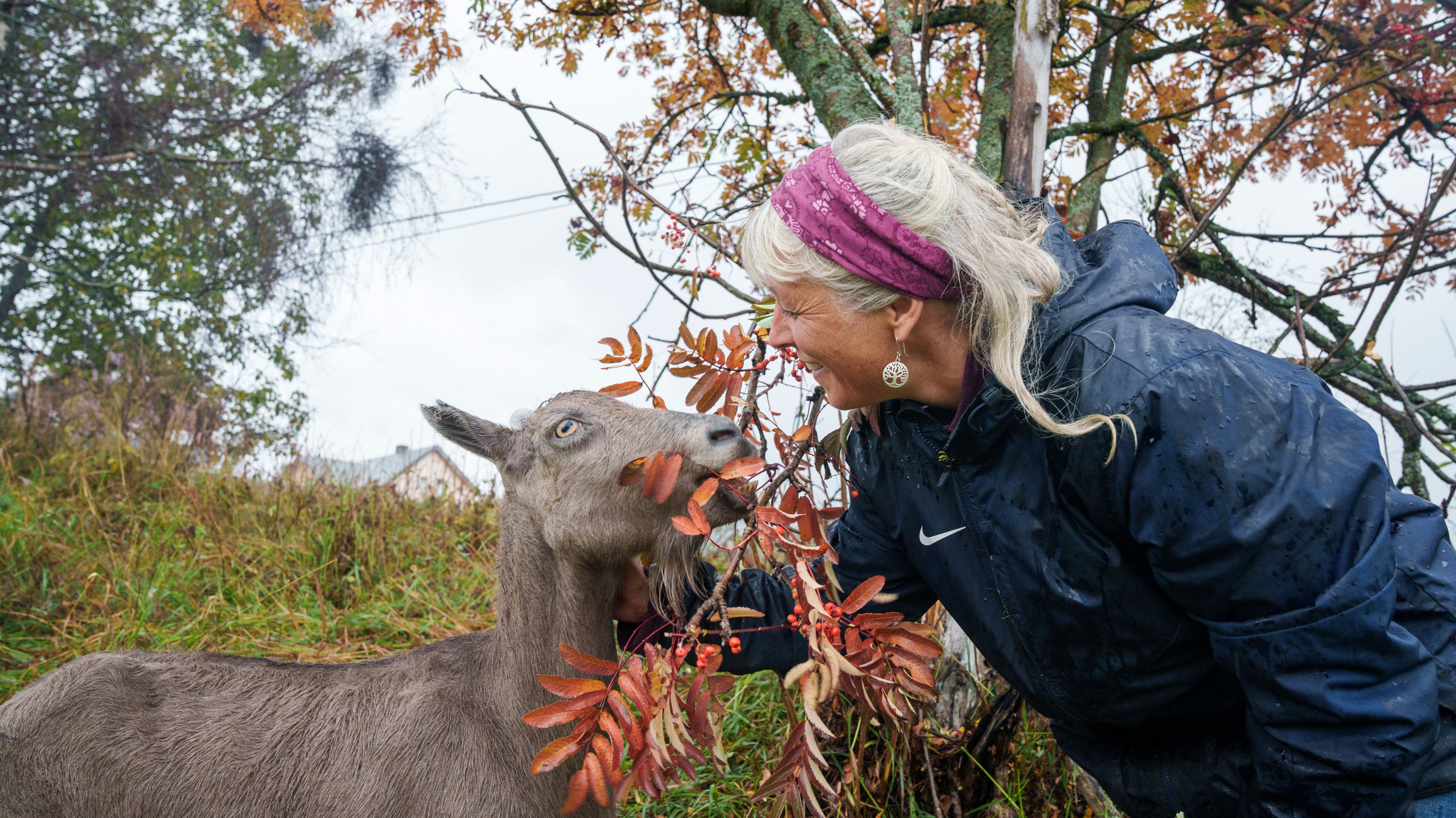 A goat and farmer at Nørrestogo Farm in Valdres