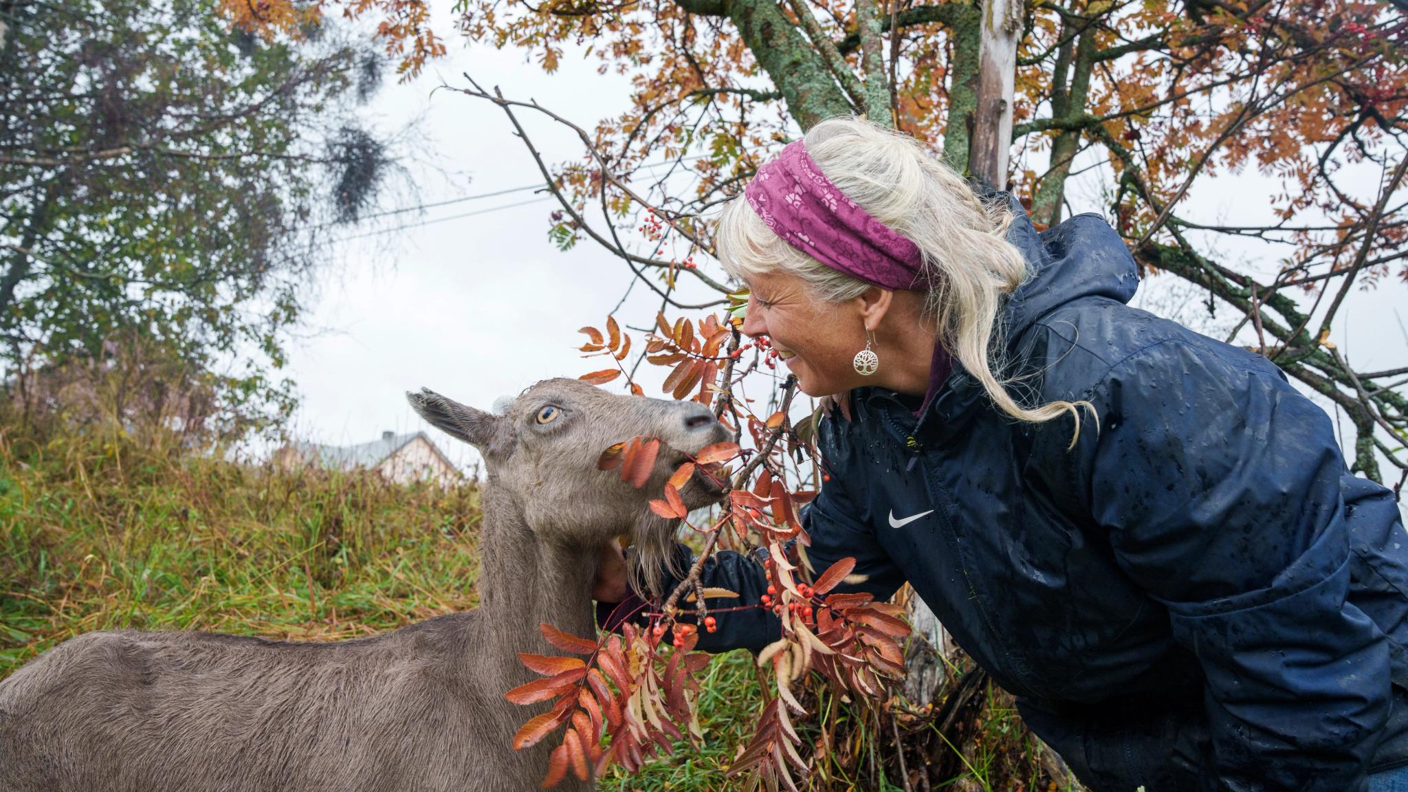 A goat and farmer at Nørrestogo Farm in Valdres