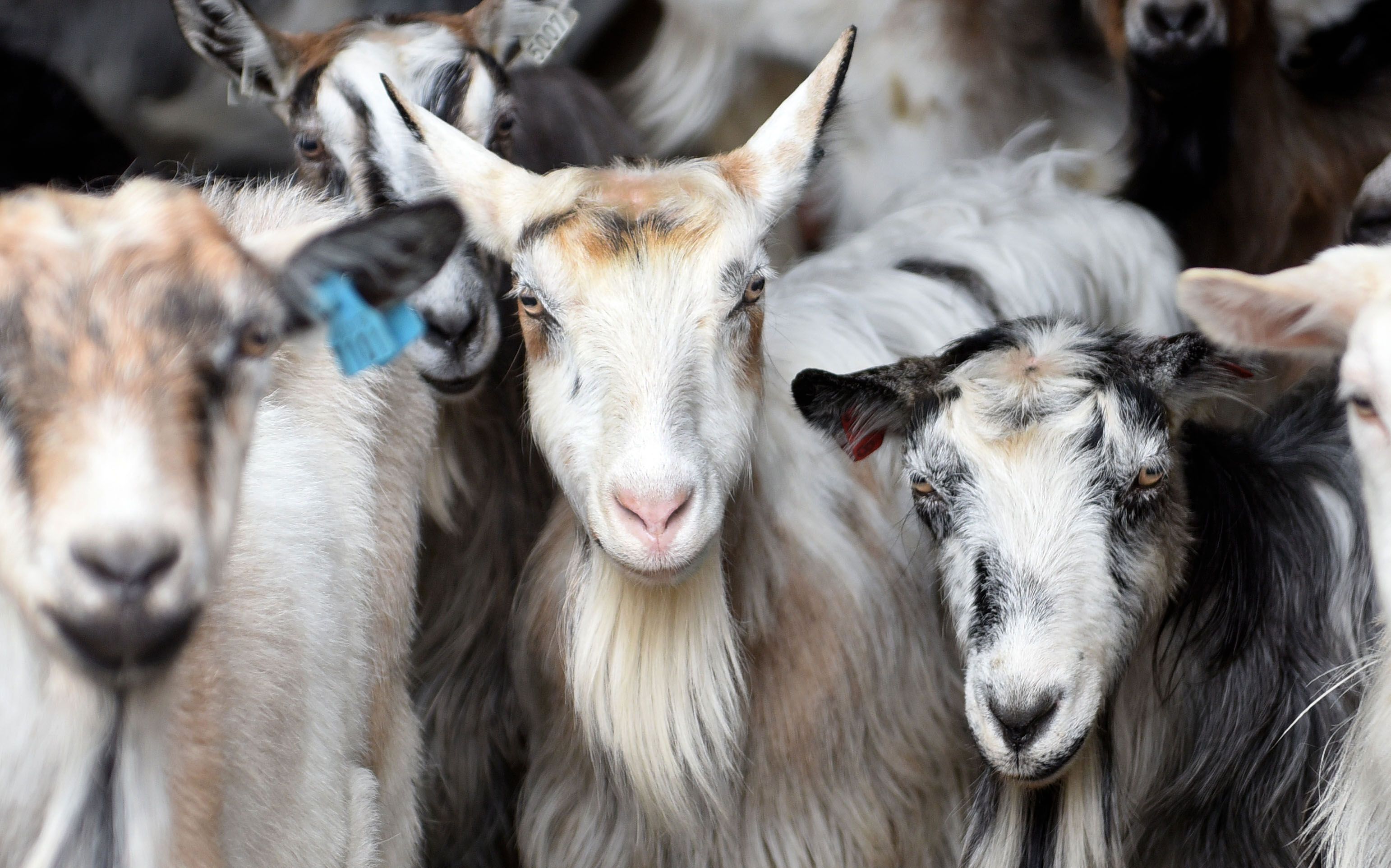 Goats at the cheese factory Undredal Stølsysteri in Aurland in the Sognefjord region of Fjord Norway