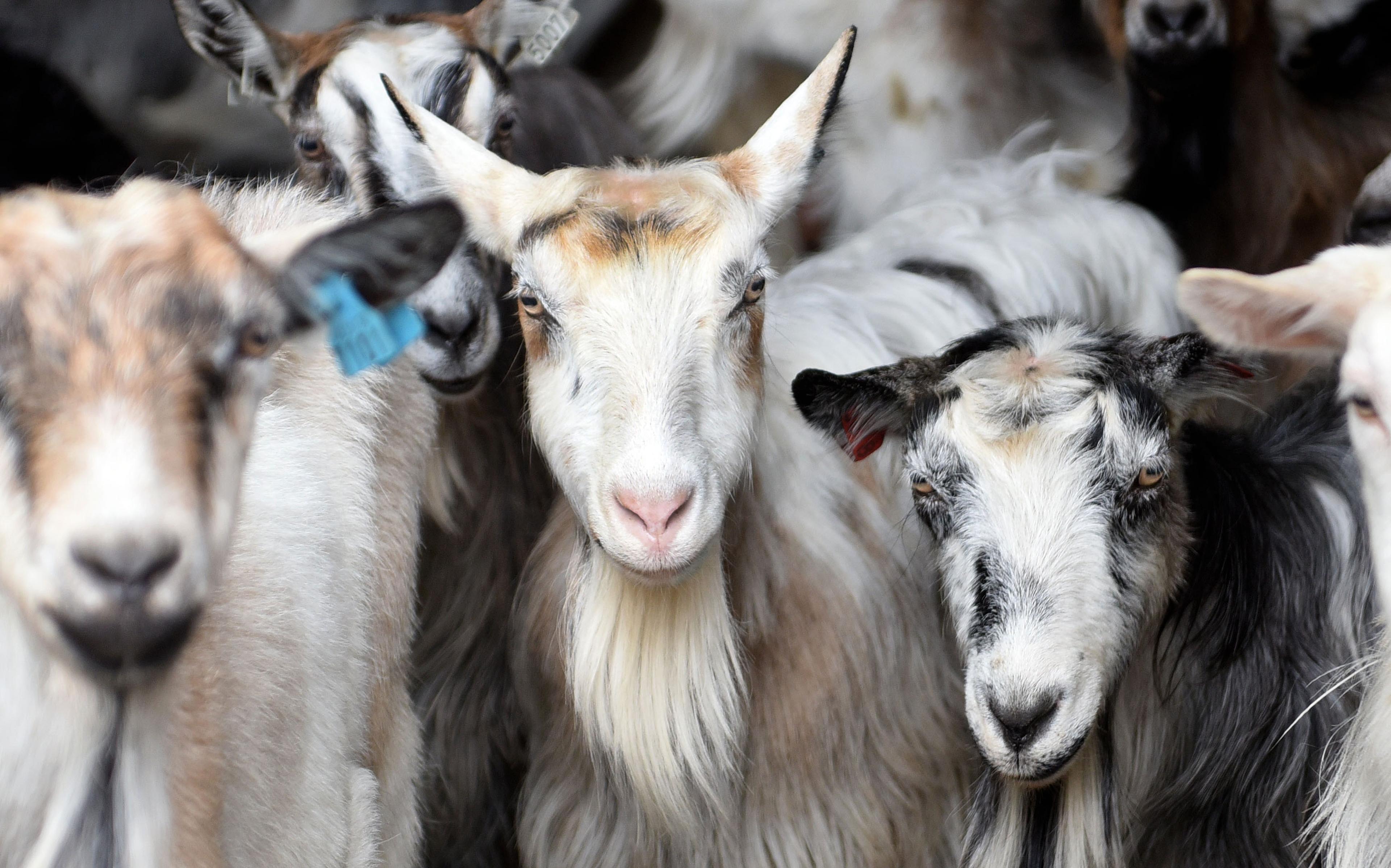Goats at the cheese factory Undredal Stølsysteri in Aurland in the Sognefjord region of Fjord Norway