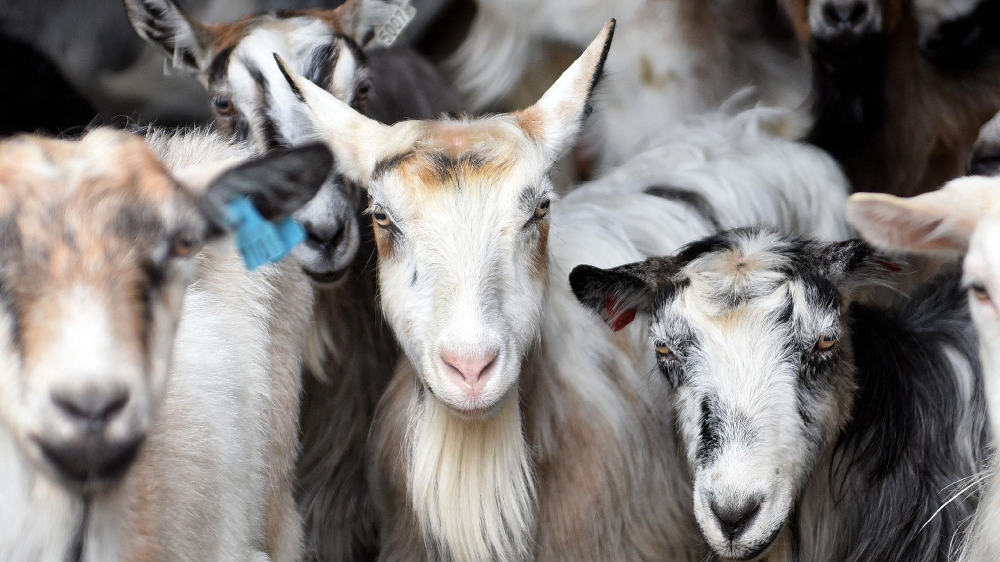 Goats at the cheese factory Undredal Stølsysteri in Aurland in the Sognefjord region of Fjord Norway