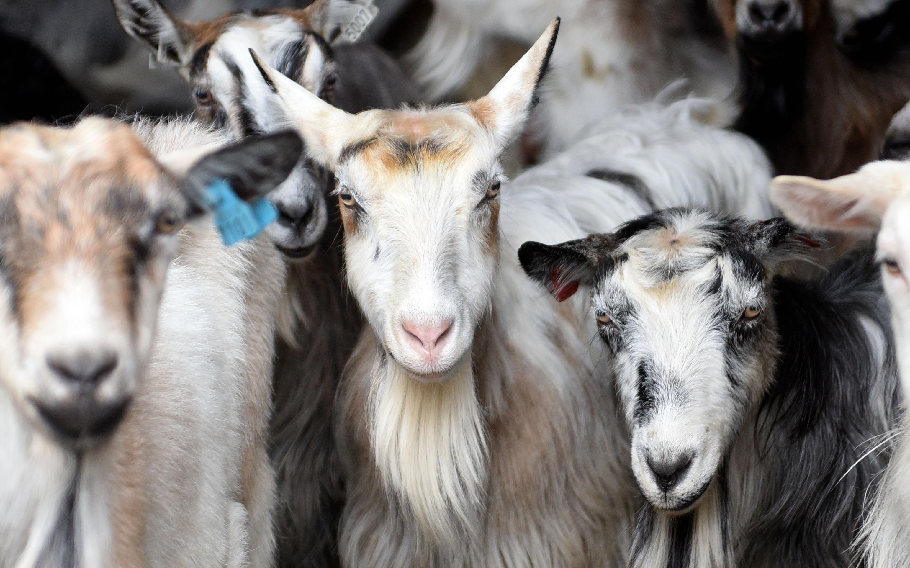 Goats at the cheese factory Undredal Stølsysteri in Aurland in the Sognefjord region of Fjord Norway