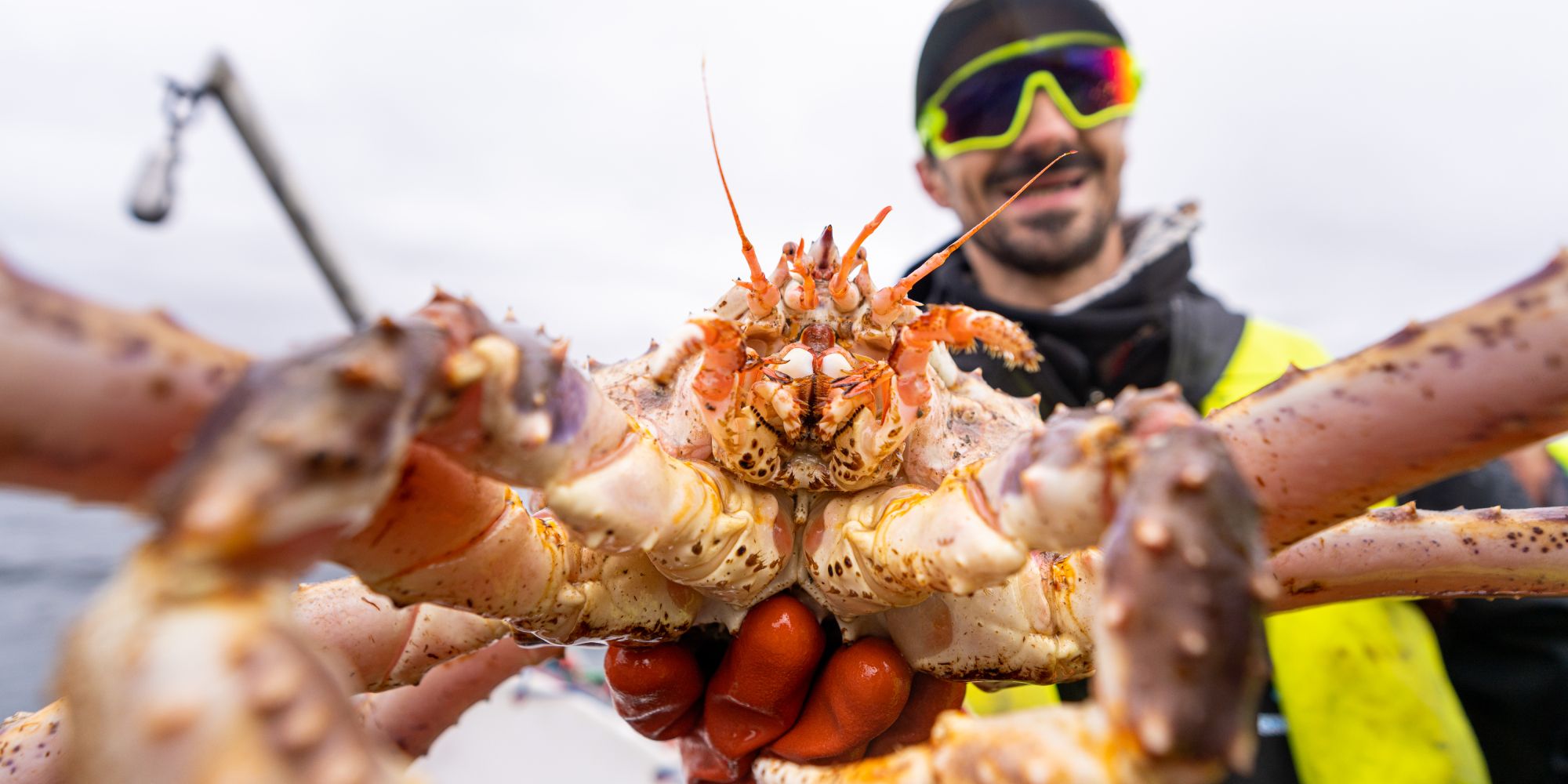 A man holding a king crab in Northern Norway.