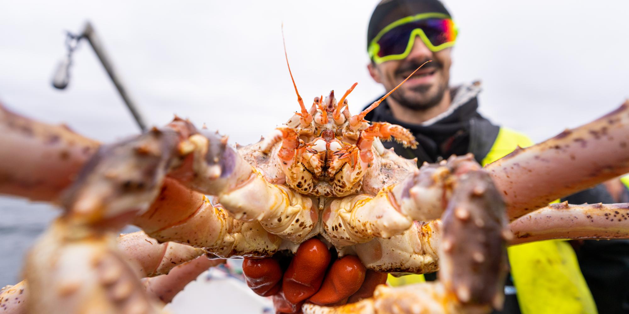 A man holding a king crab in Northern Norway.