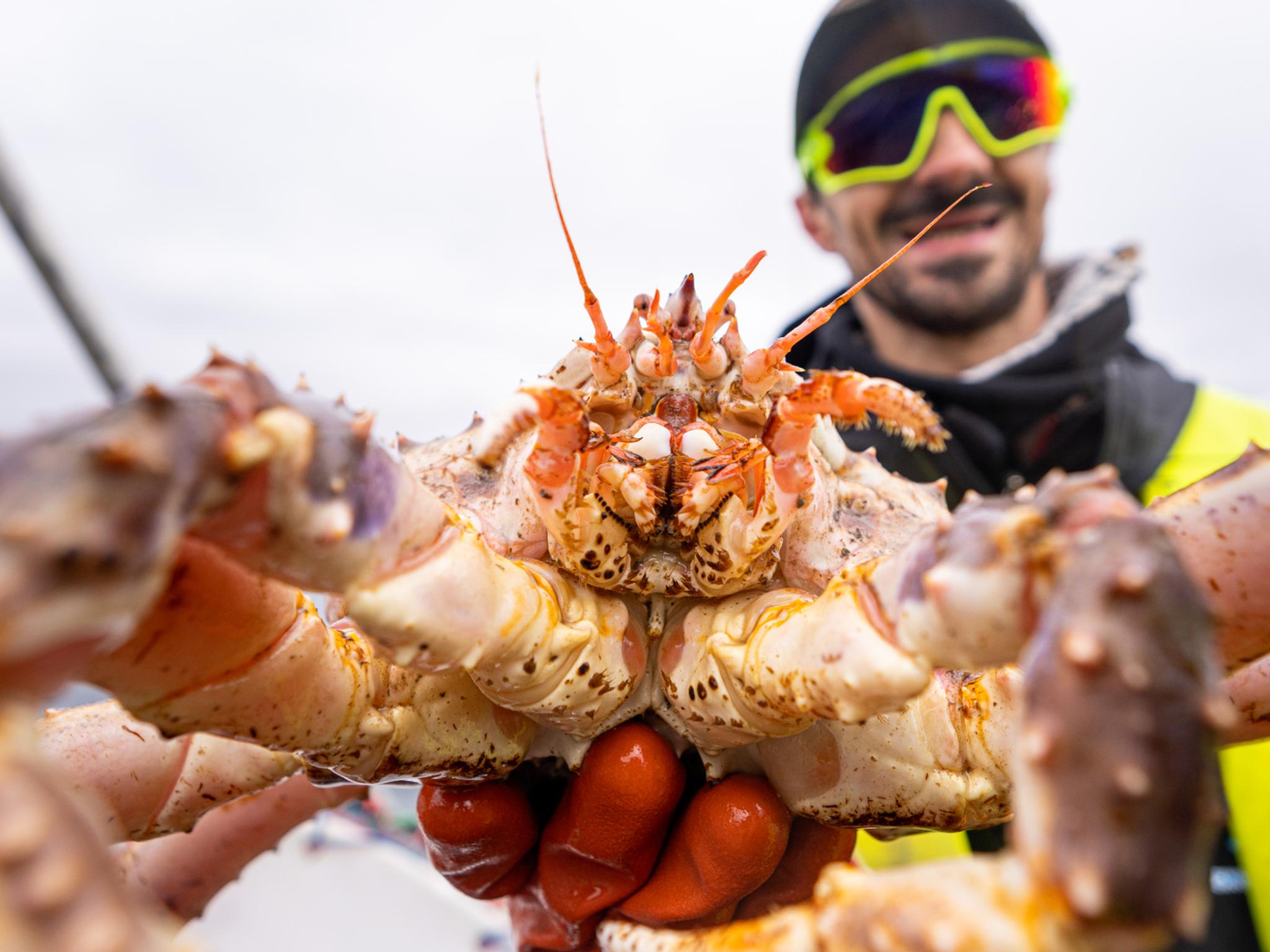 A man holding a king crab in Northern Norway.