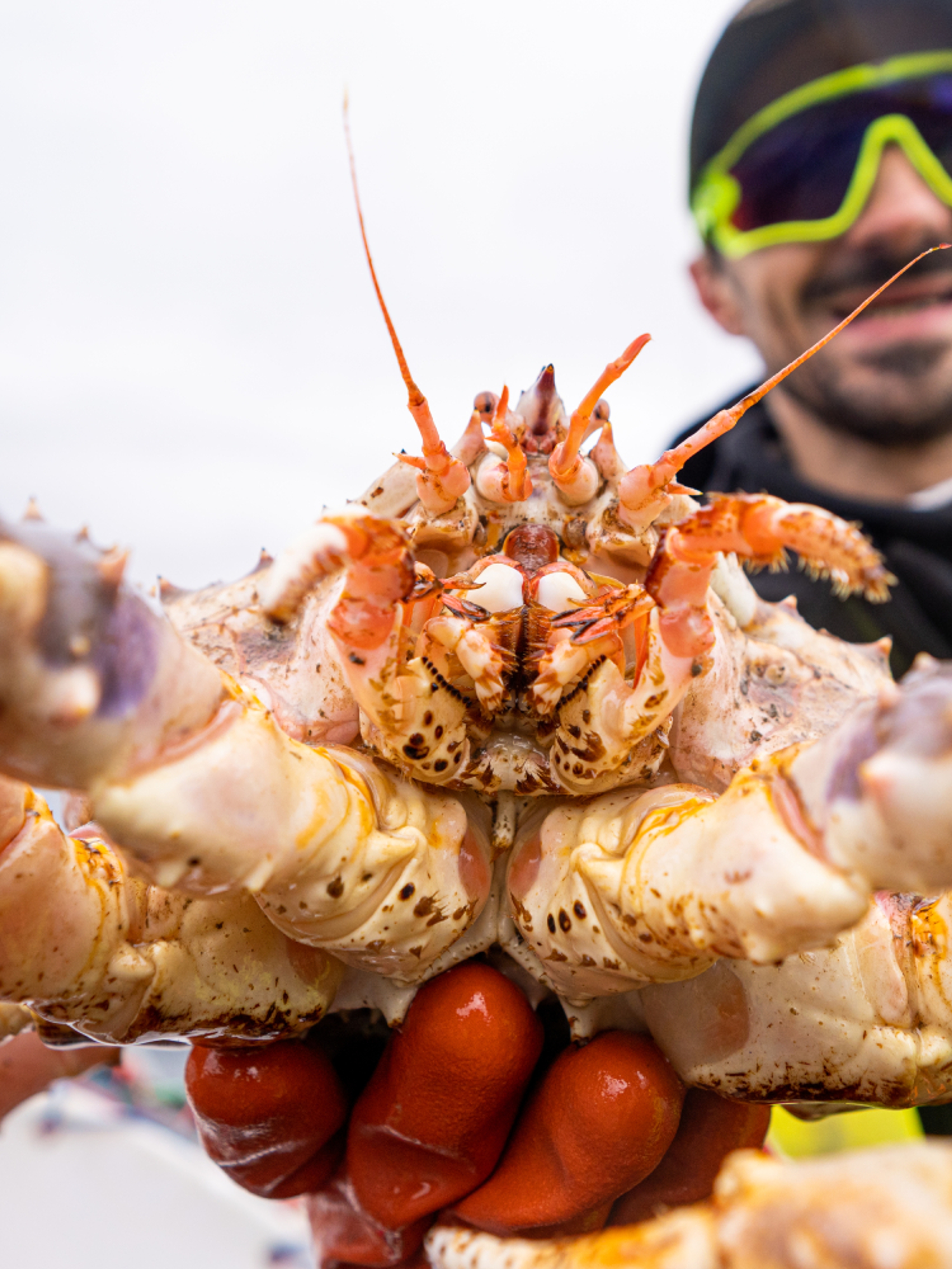 A man holding a king crab in Northern Norway.