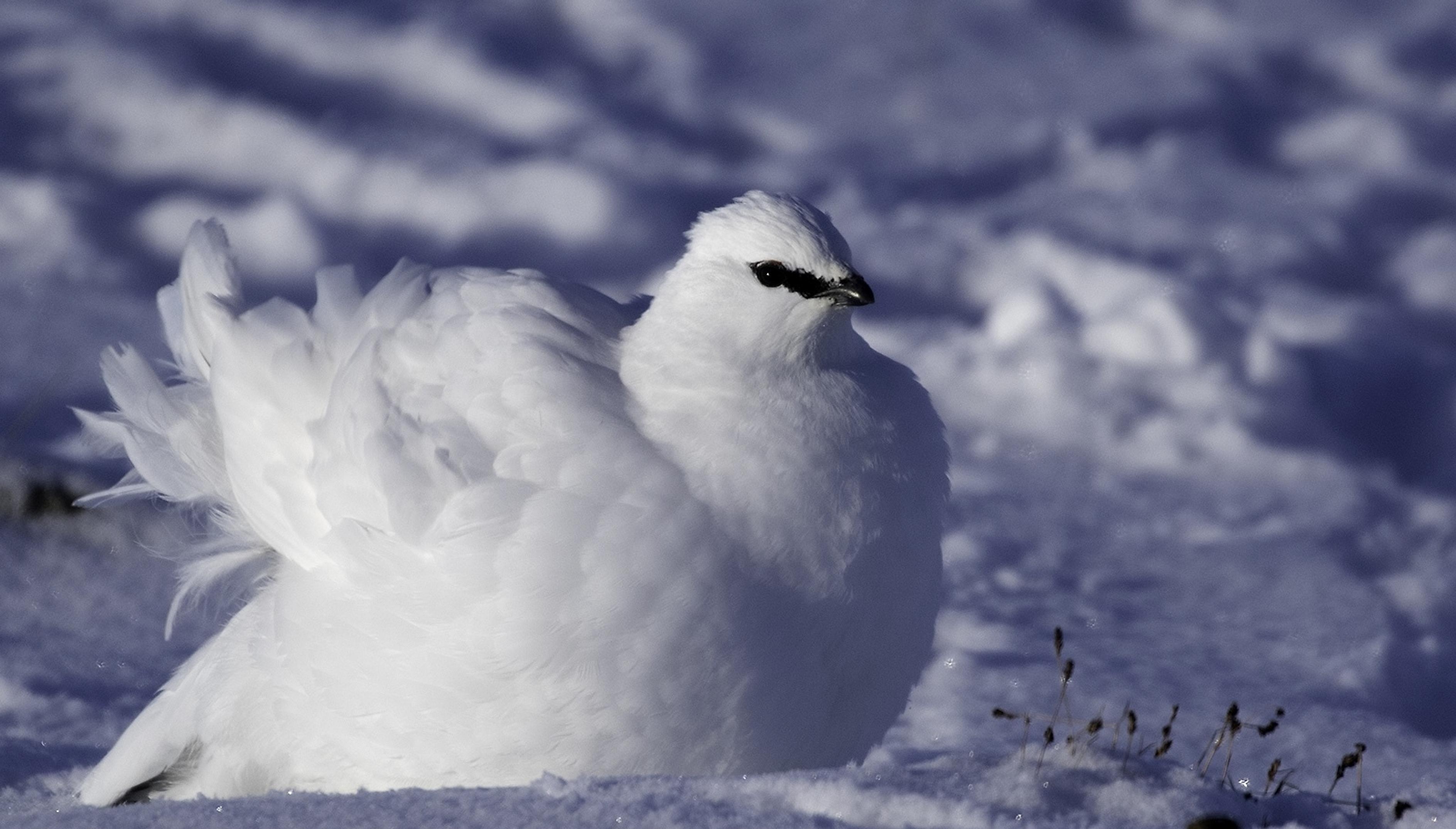 Close-up of a white Rock Ptarmigan in the snow in Norway