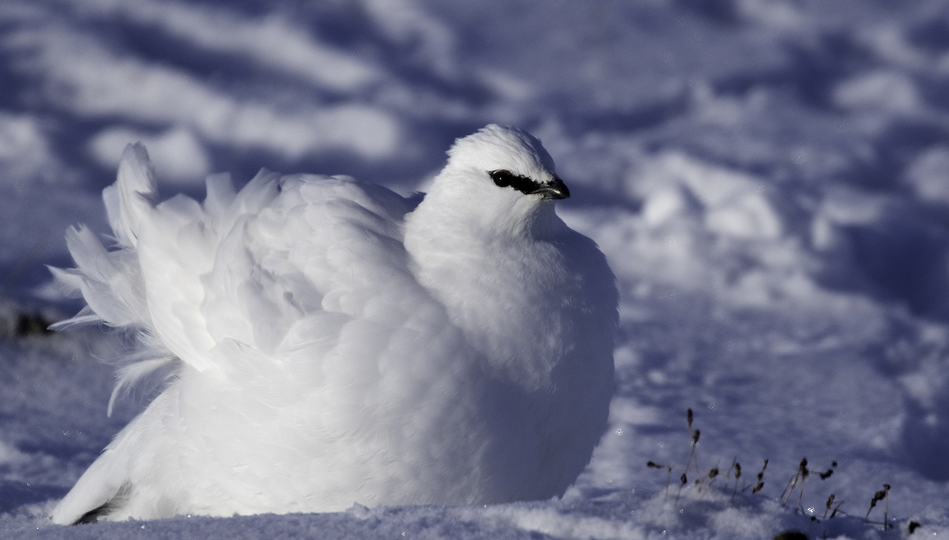 Close-up of a white Rock Ptarmigan in the snow in Norway