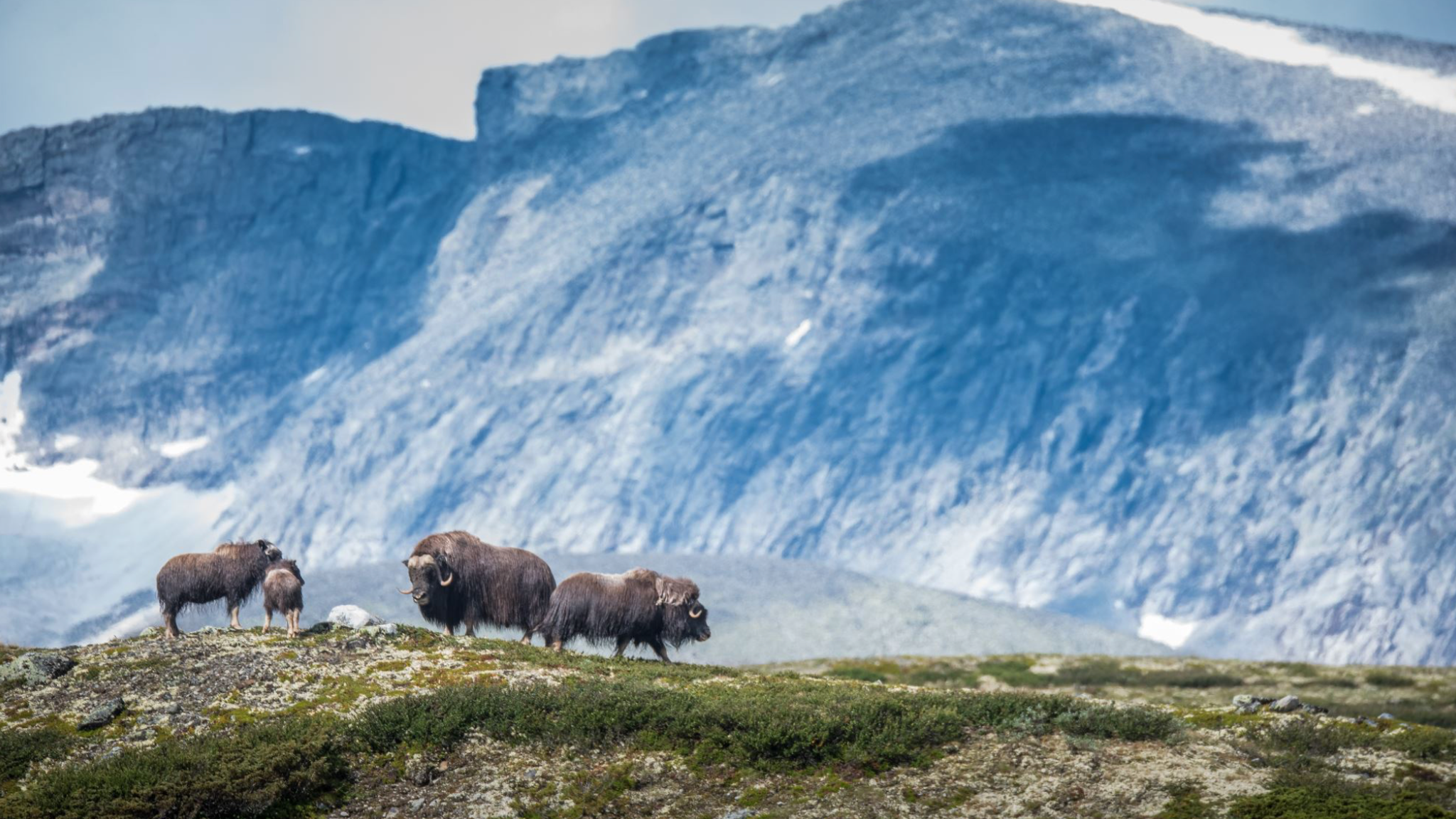 Majestic musc oxes in Dovre