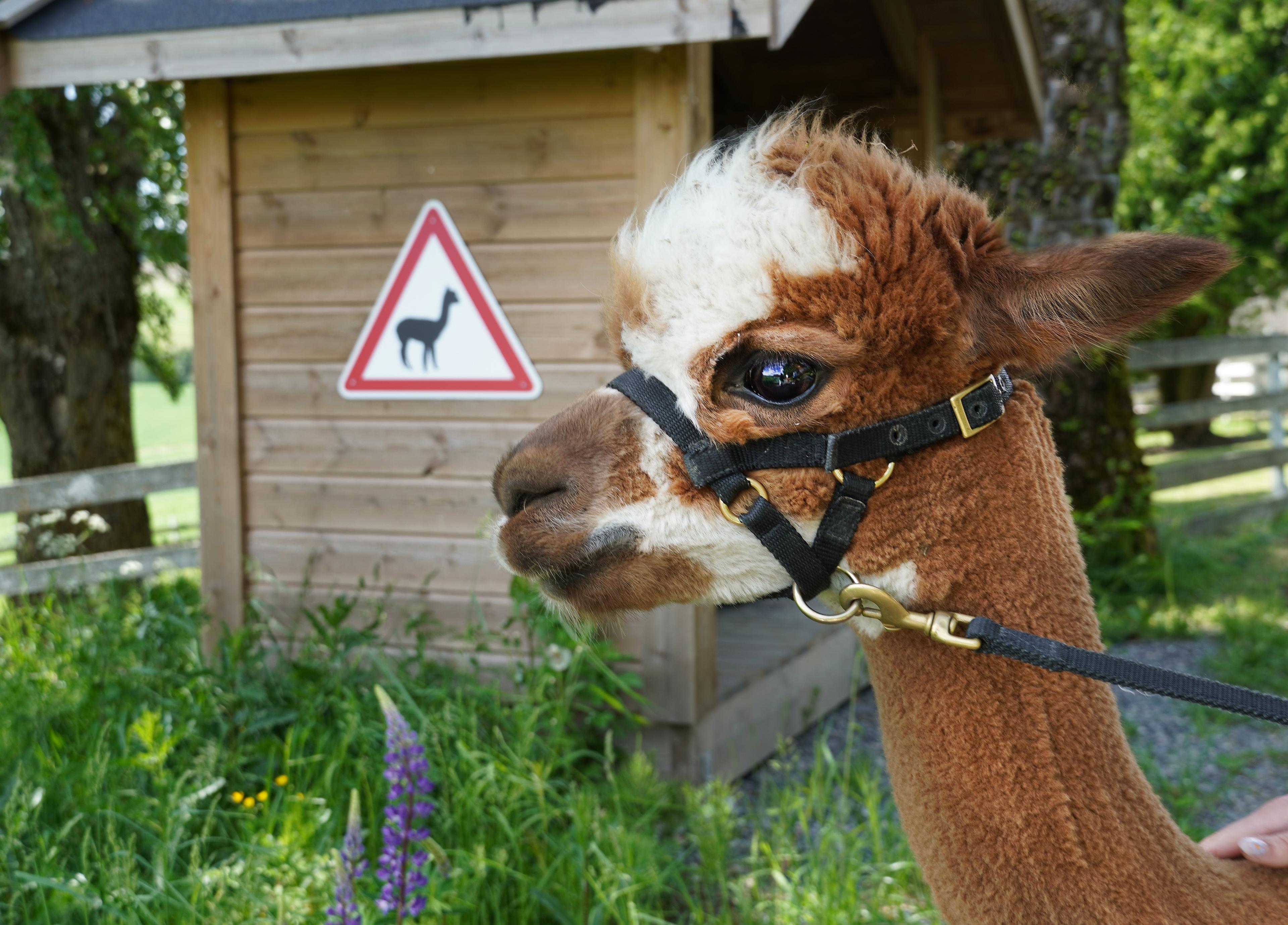 Alpacas and alpaca sign at Sørum, Eastern Norway.