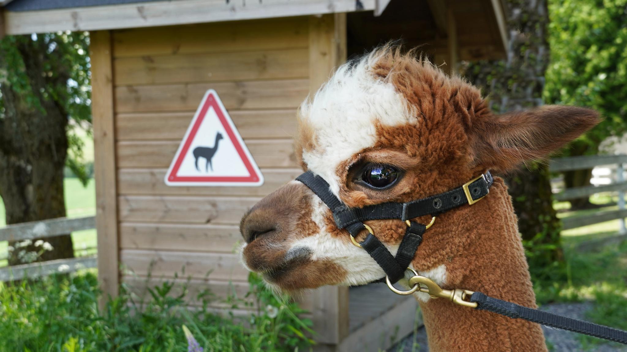 Alpacas and alpaca sign at Sørum, Eastern Norway.