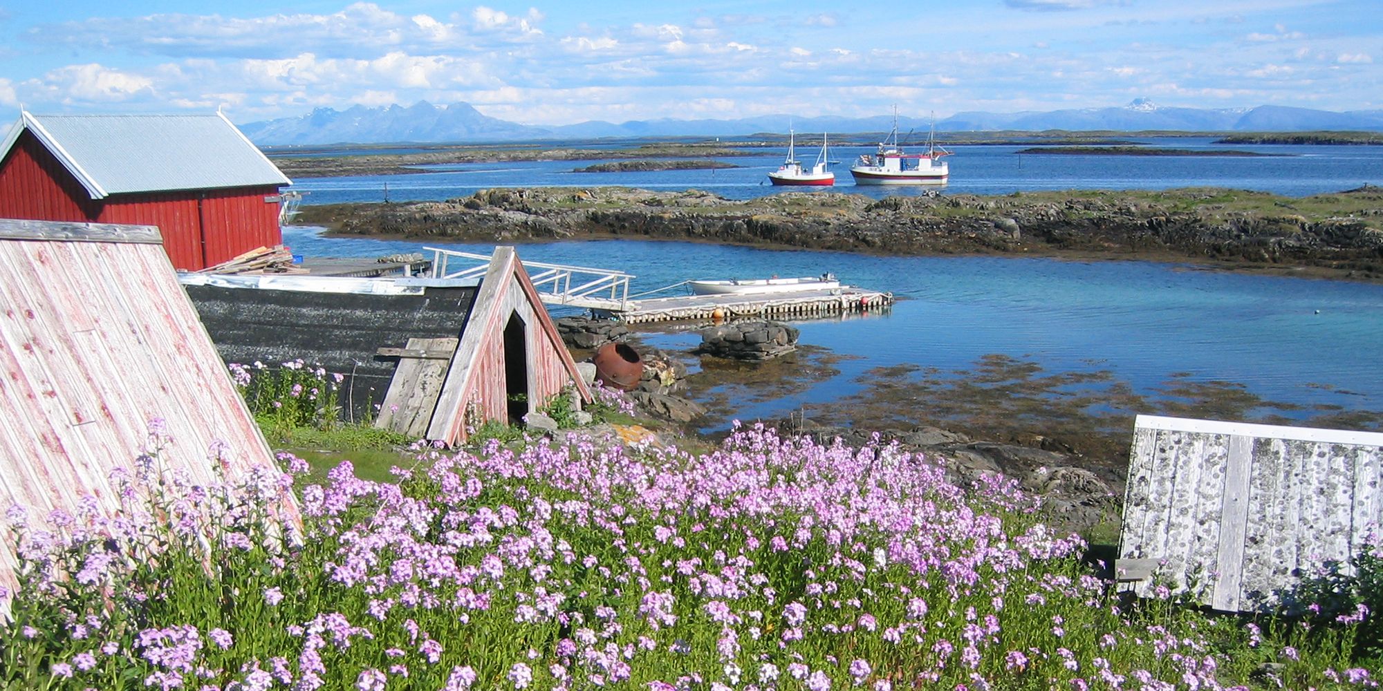 Farm of eider duck egg and down nests at Lånan in the Vega archipelago, Helgeland