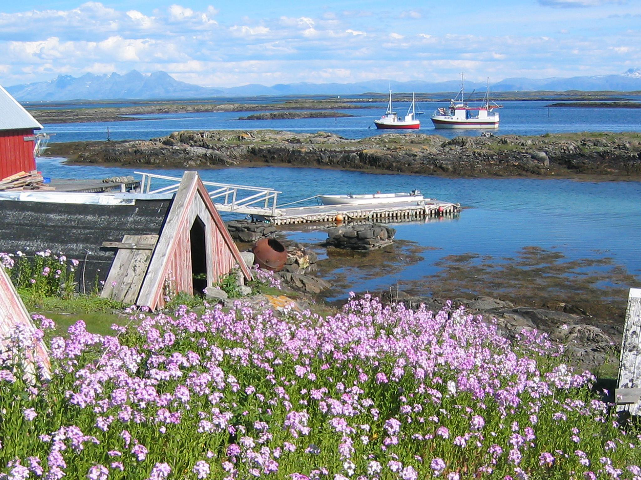 Farm of eider duck egg and down nests at Lånan in the Vega archipelago, Helgeland