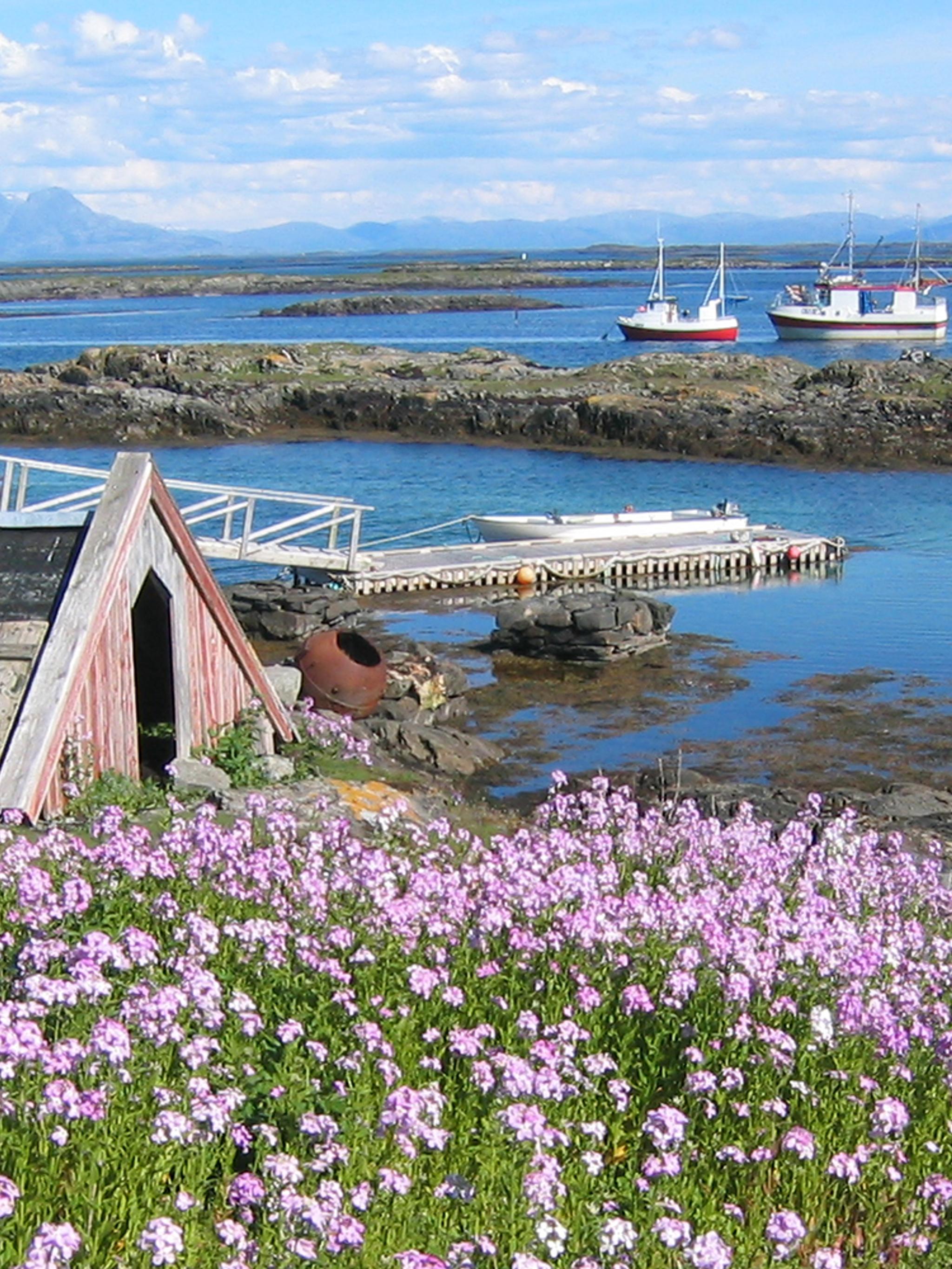 Farm of eider duck egg and down nests at Lånan in the Vega archipelago, Helgeland