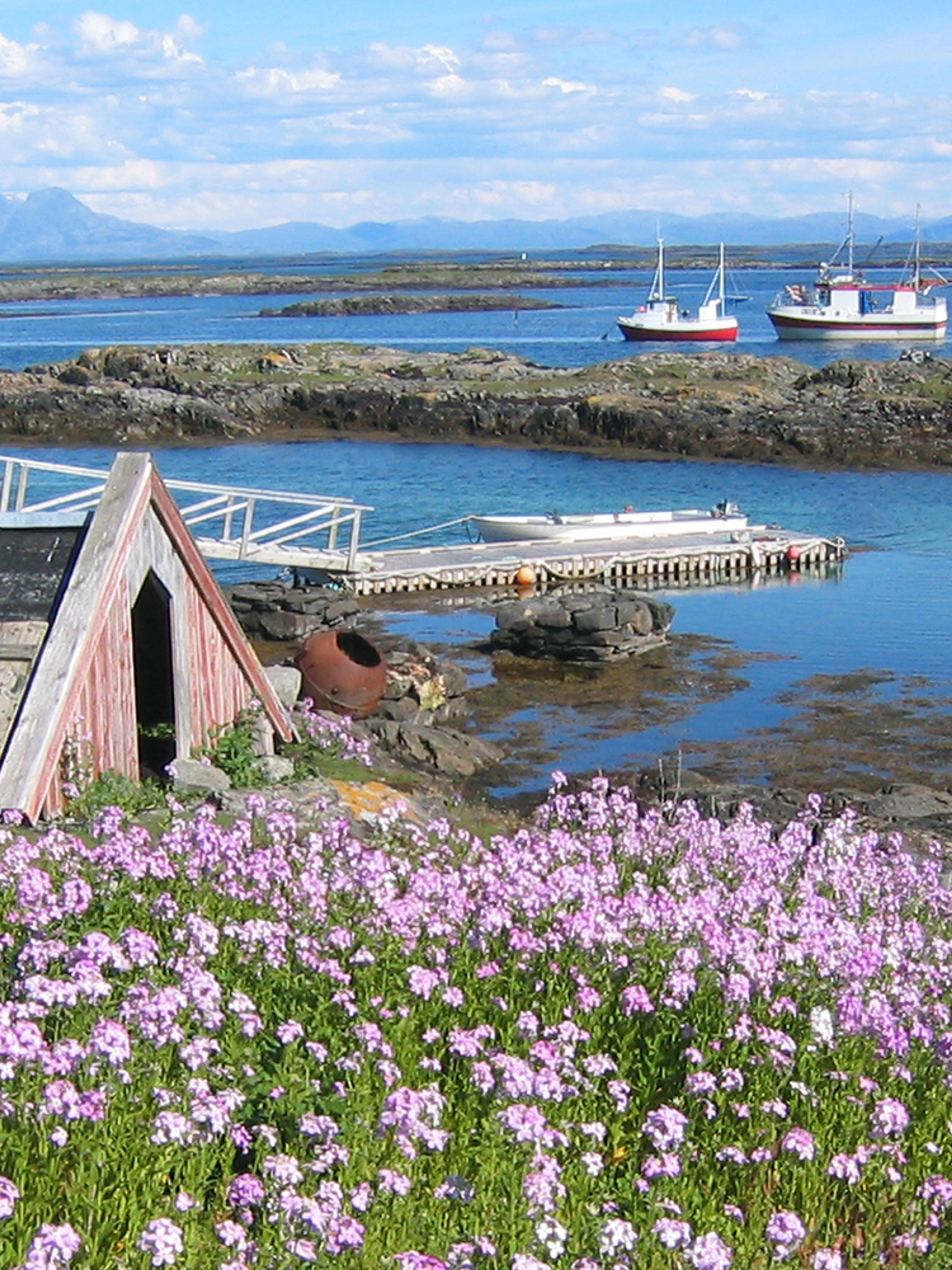 Farm of eider duck egg and down nests at Lånan in the Vega archipelago, Helgeland