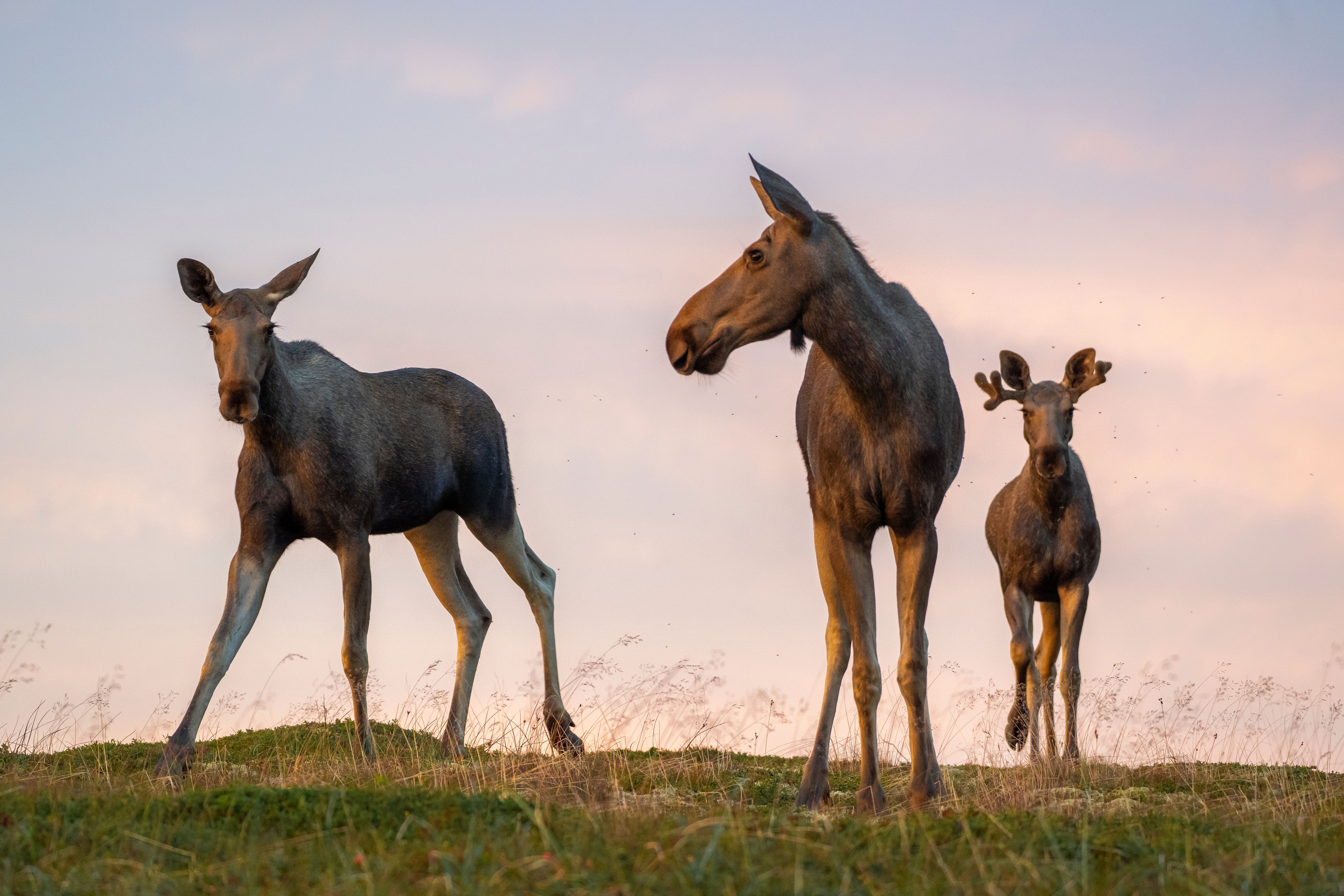Three young moose on grass