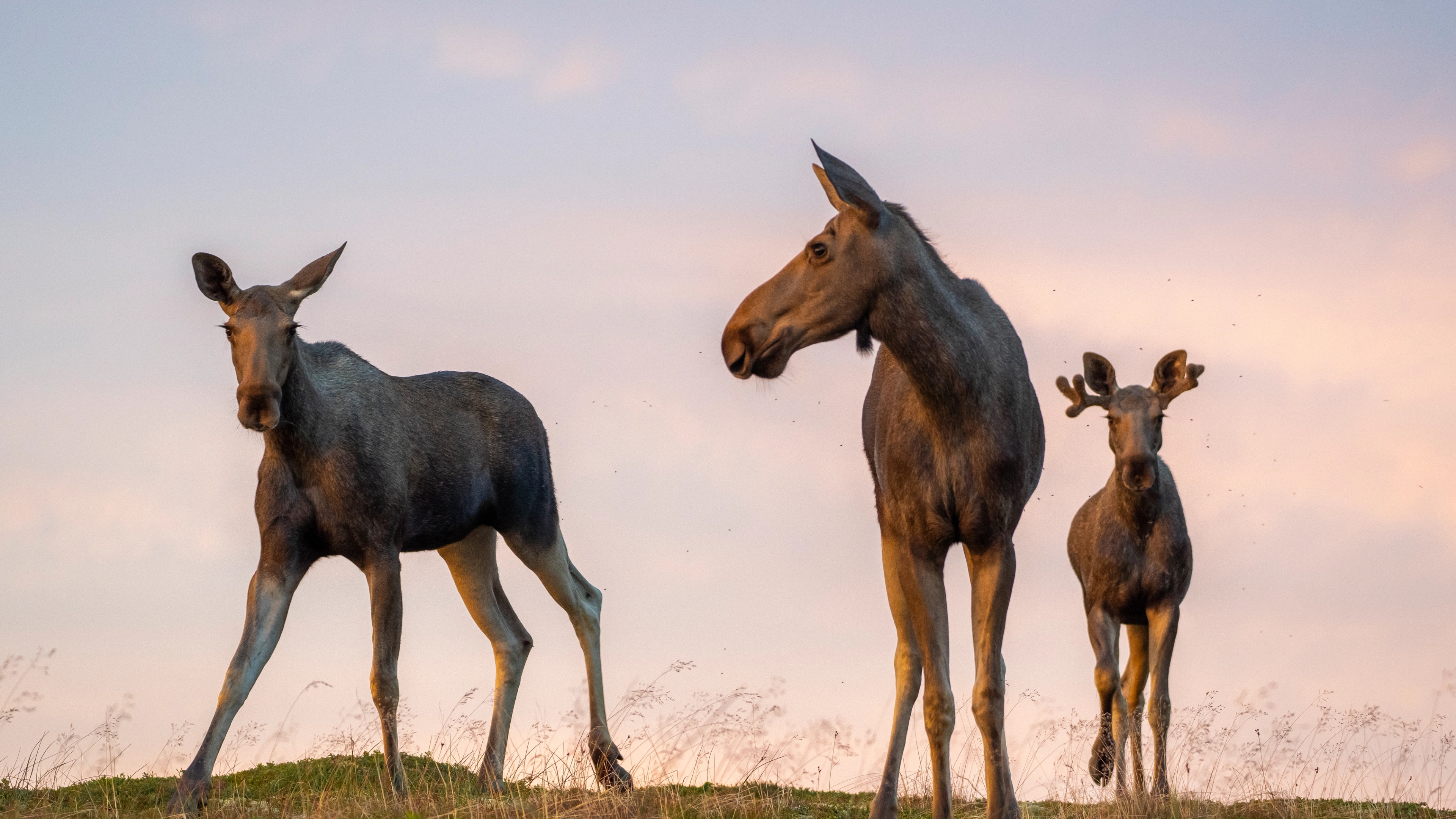 Three young moose on grass