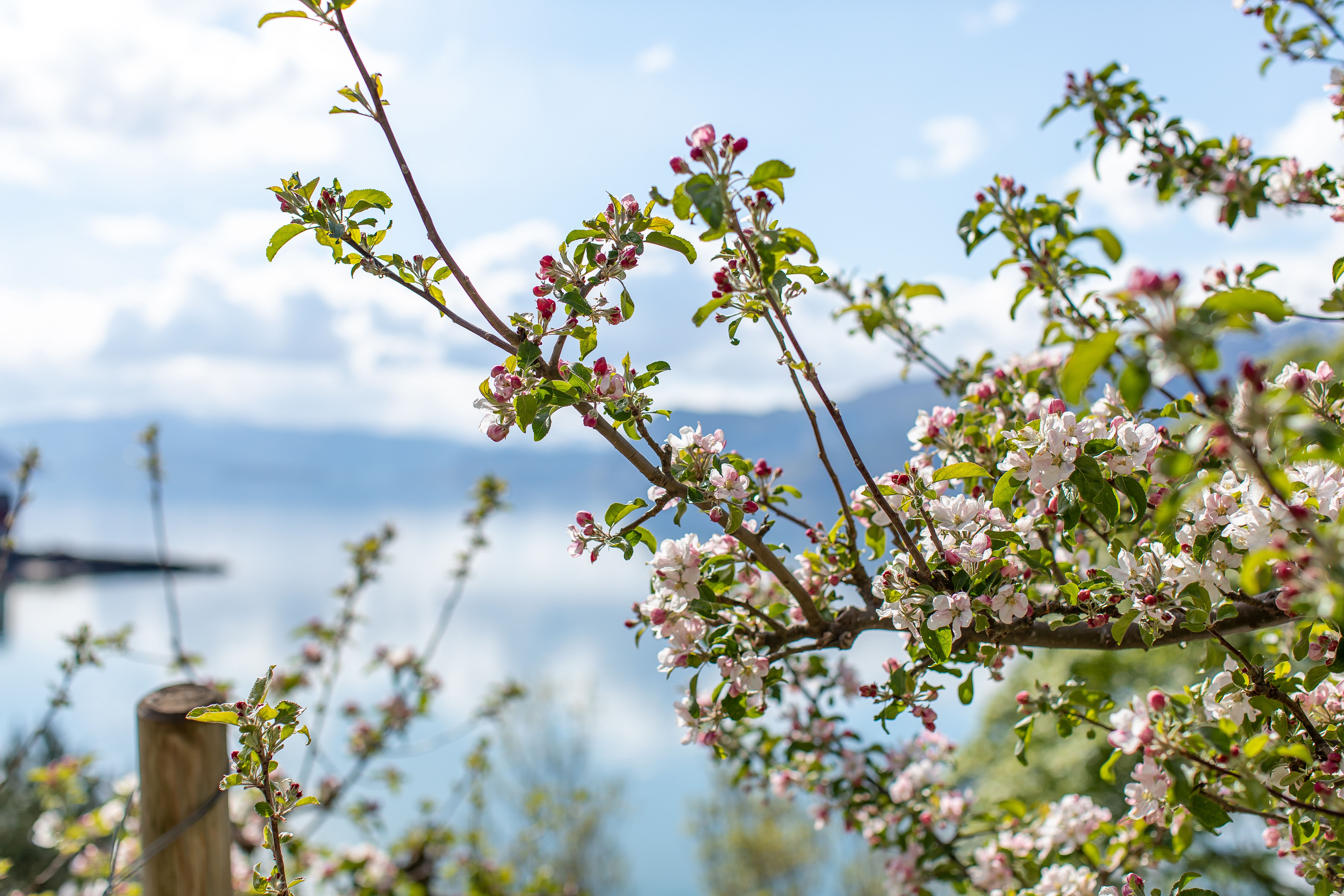 Blooming apple flowers in orchard by the Hardanger fjord