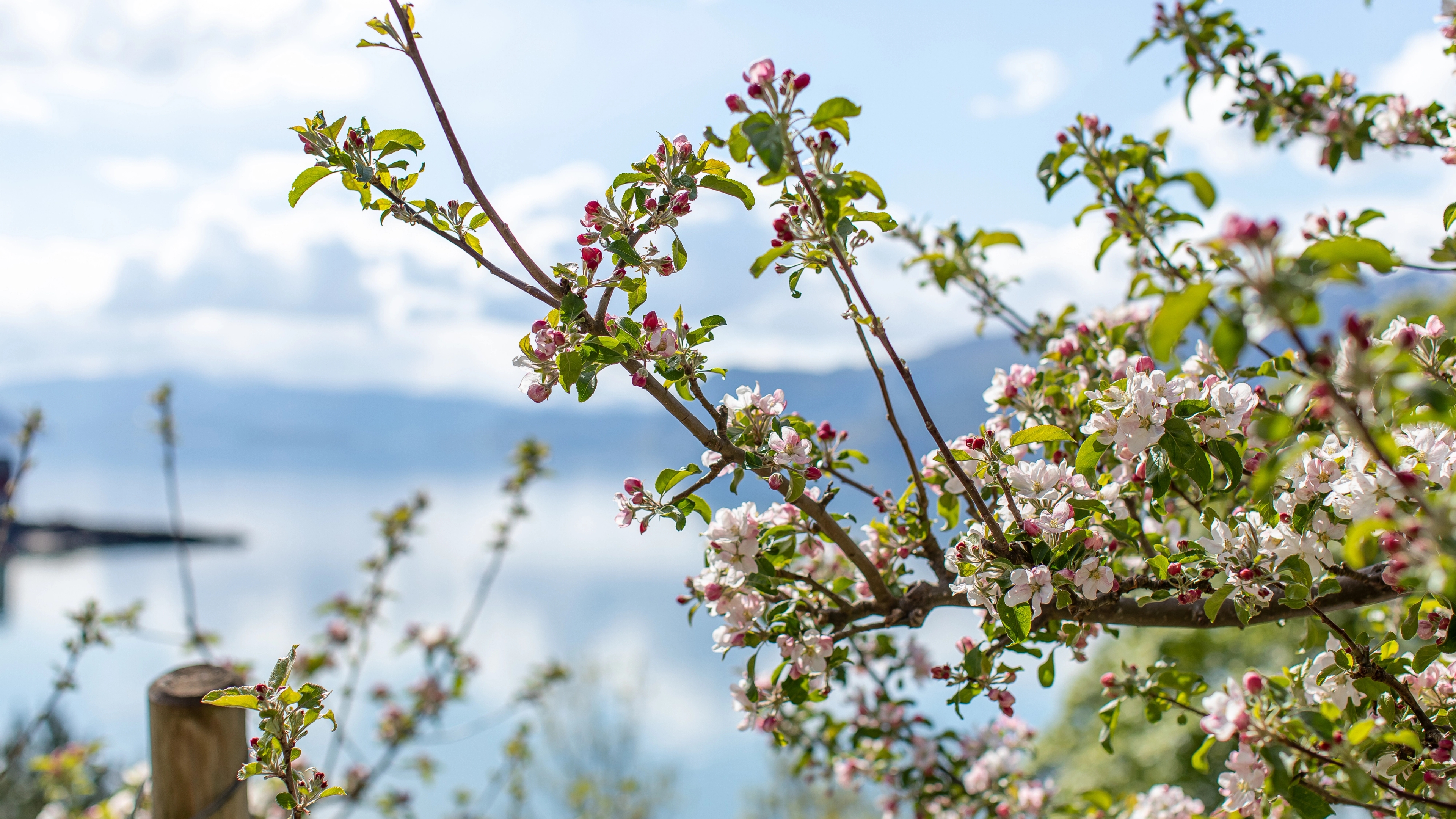 Blooming apple flowers in orchard by the Hardanger fjord