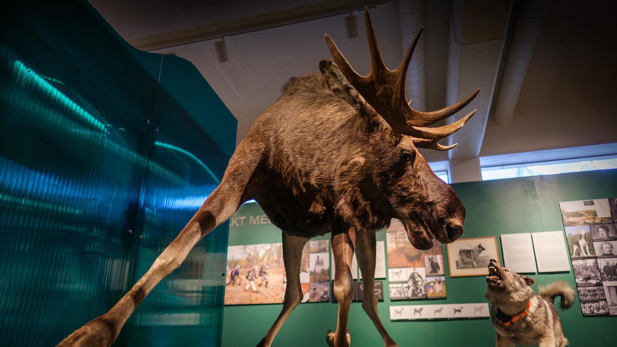A museum in Elverum, Eastern Norway