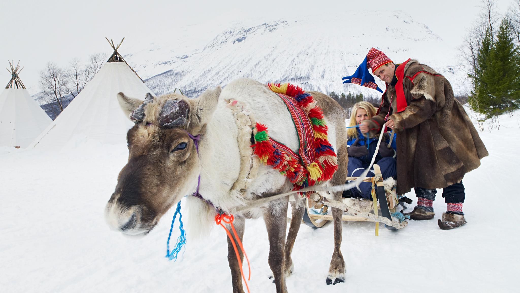Reindeer sled in Tromsø