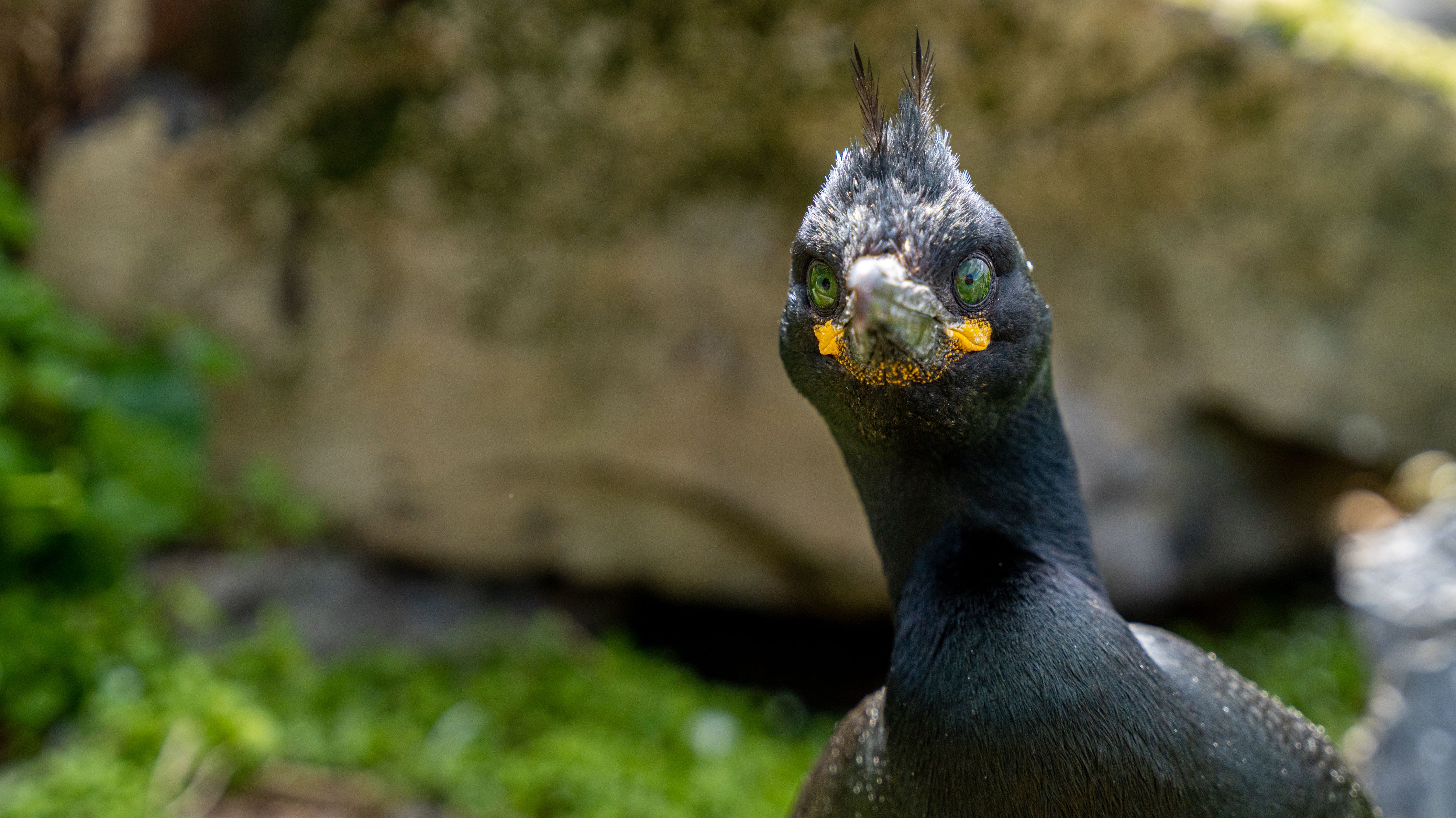 An European Shag at Hornøya outside of Vardø in Varanger, Northern Norway