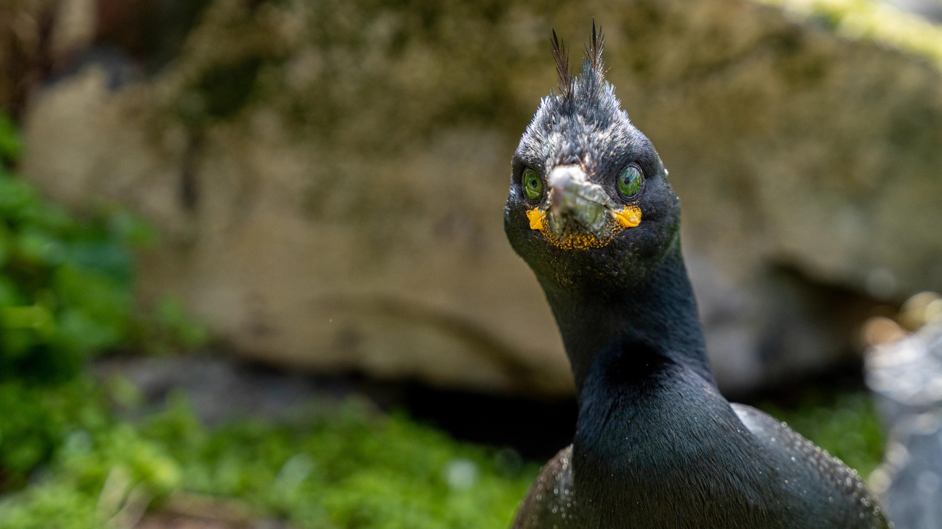 An European Shag at Hornøya outside of Vardø in Varanger, Northern Norway