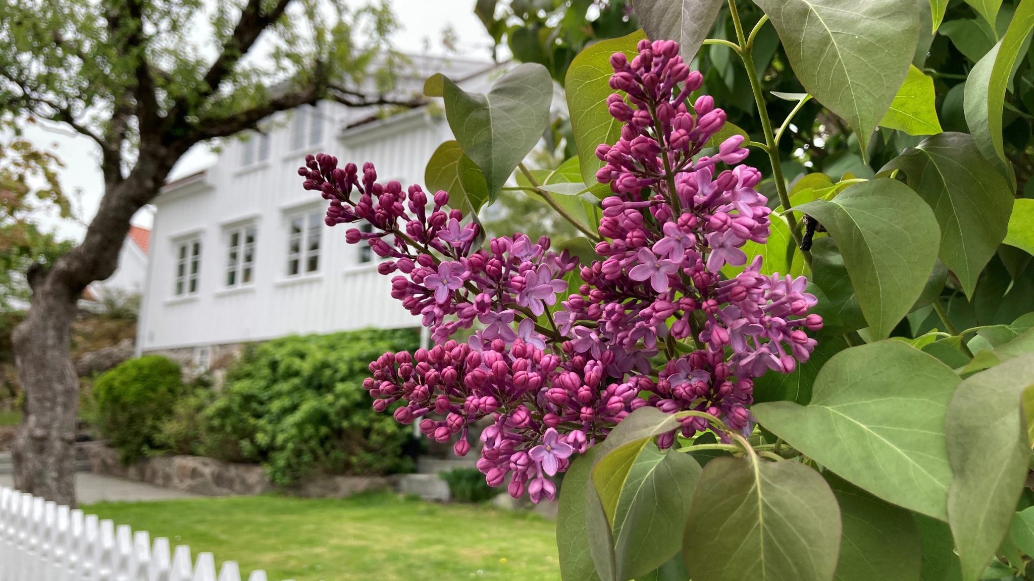 Flowers and garden in Grimstad, Southern Norway.