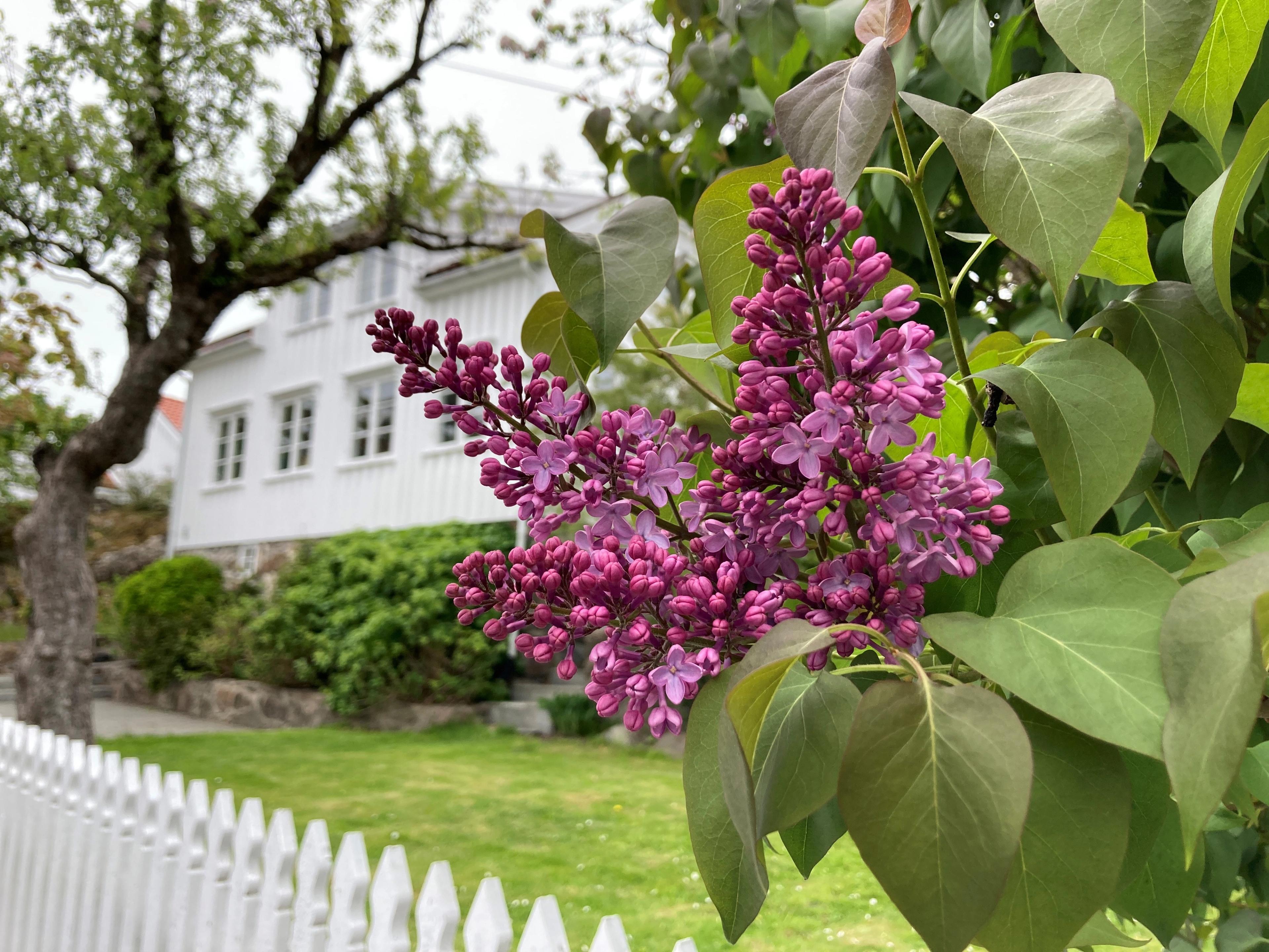 Flowers and garden in Grimstad, Southern Norway.