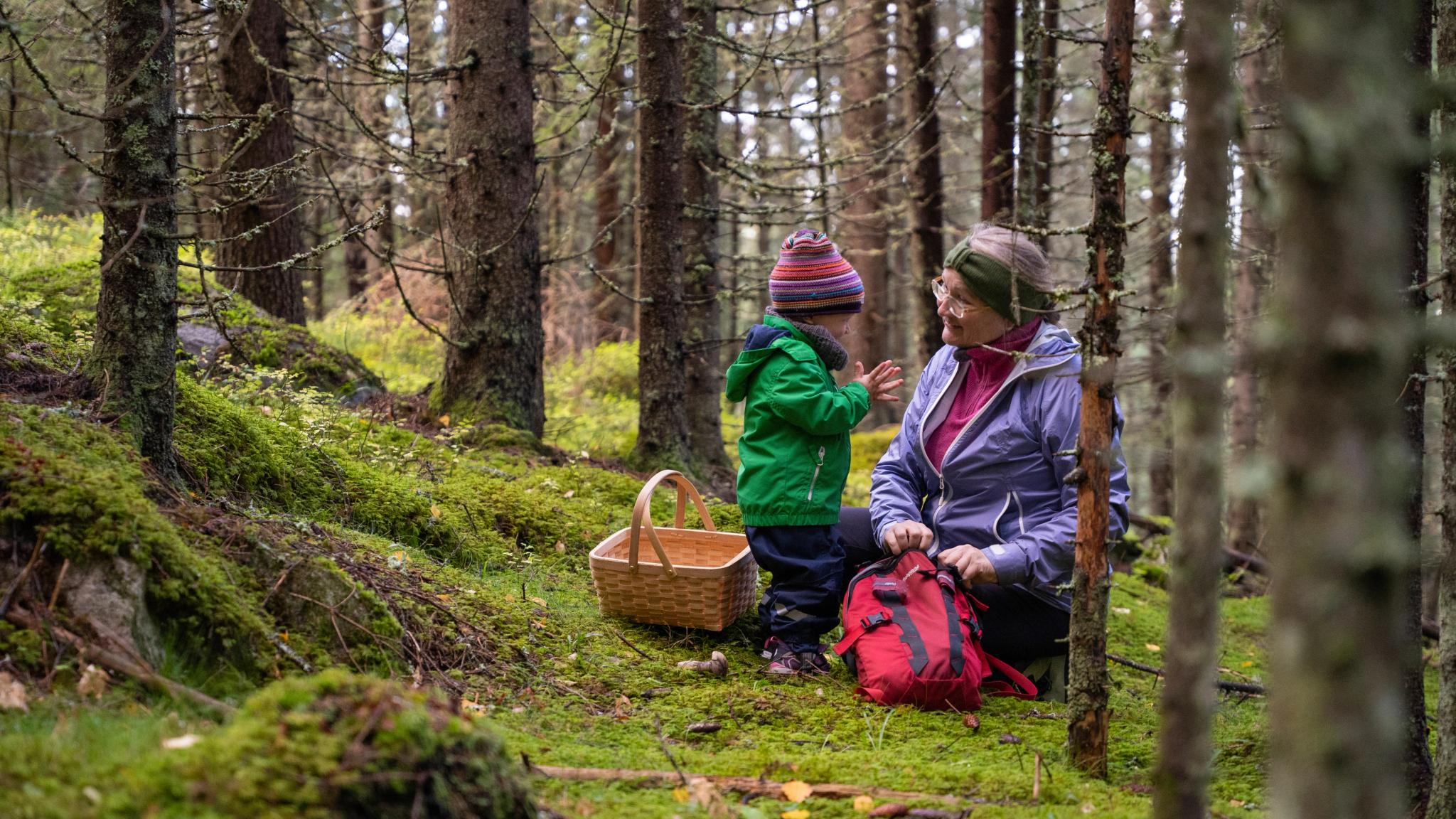 Bestemor og barnebarn sanker sopp i skogen, Østlandet