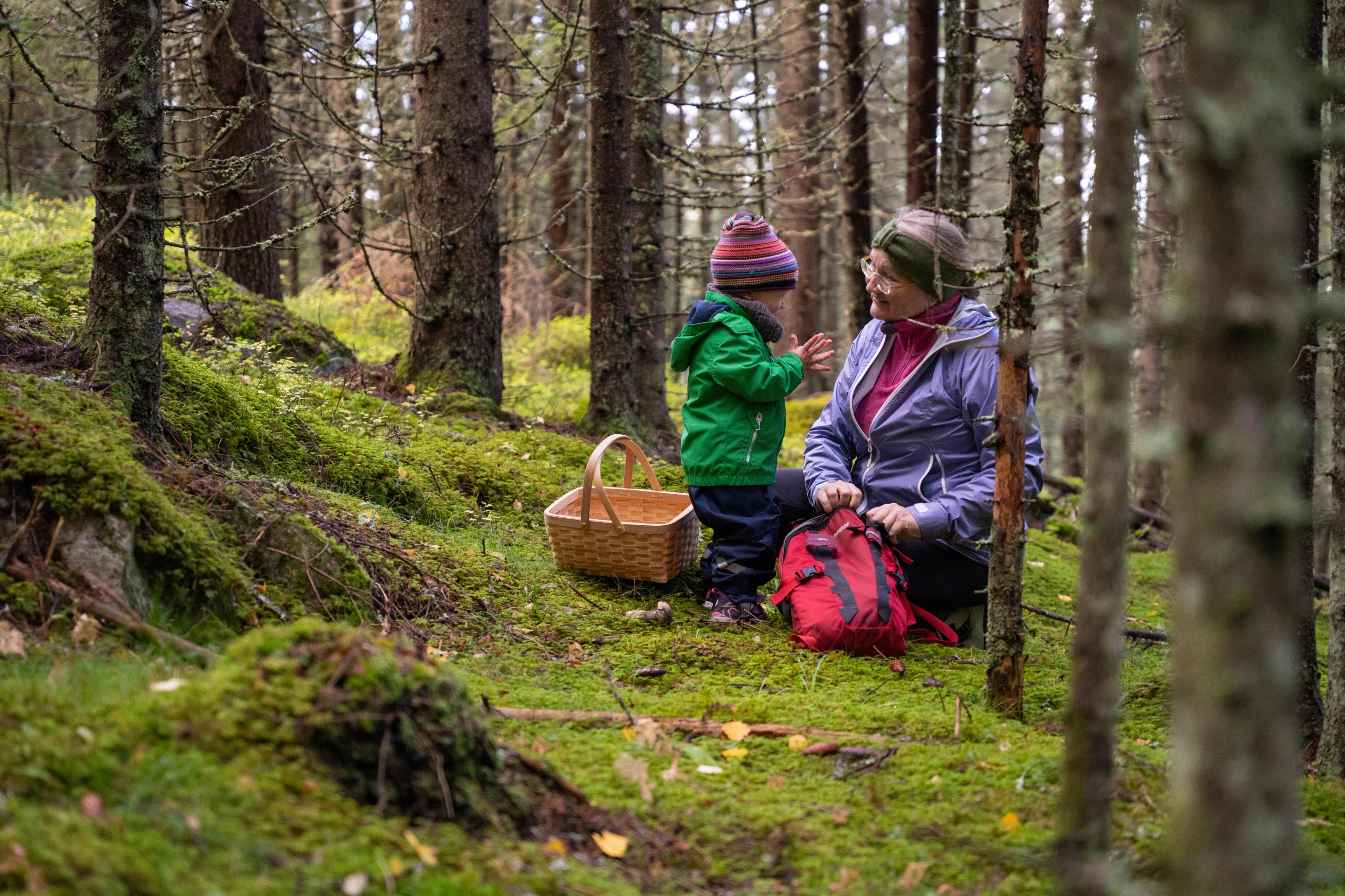 Grandmother and grandson looking for mushroom in the wood, Eastern Norway