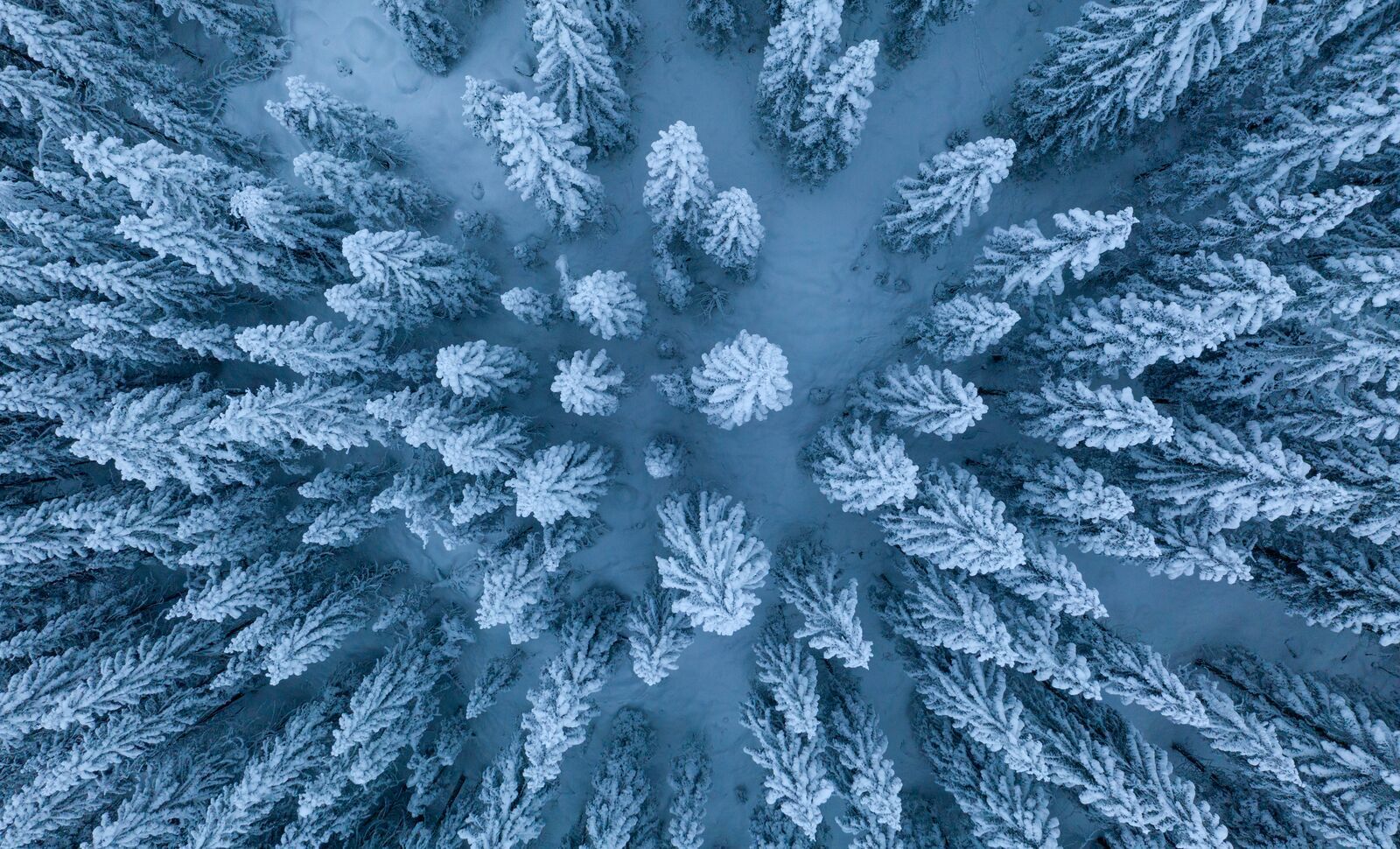 Tree tops covered in snow in Romeriksåsene Lunner, Eastern Norway