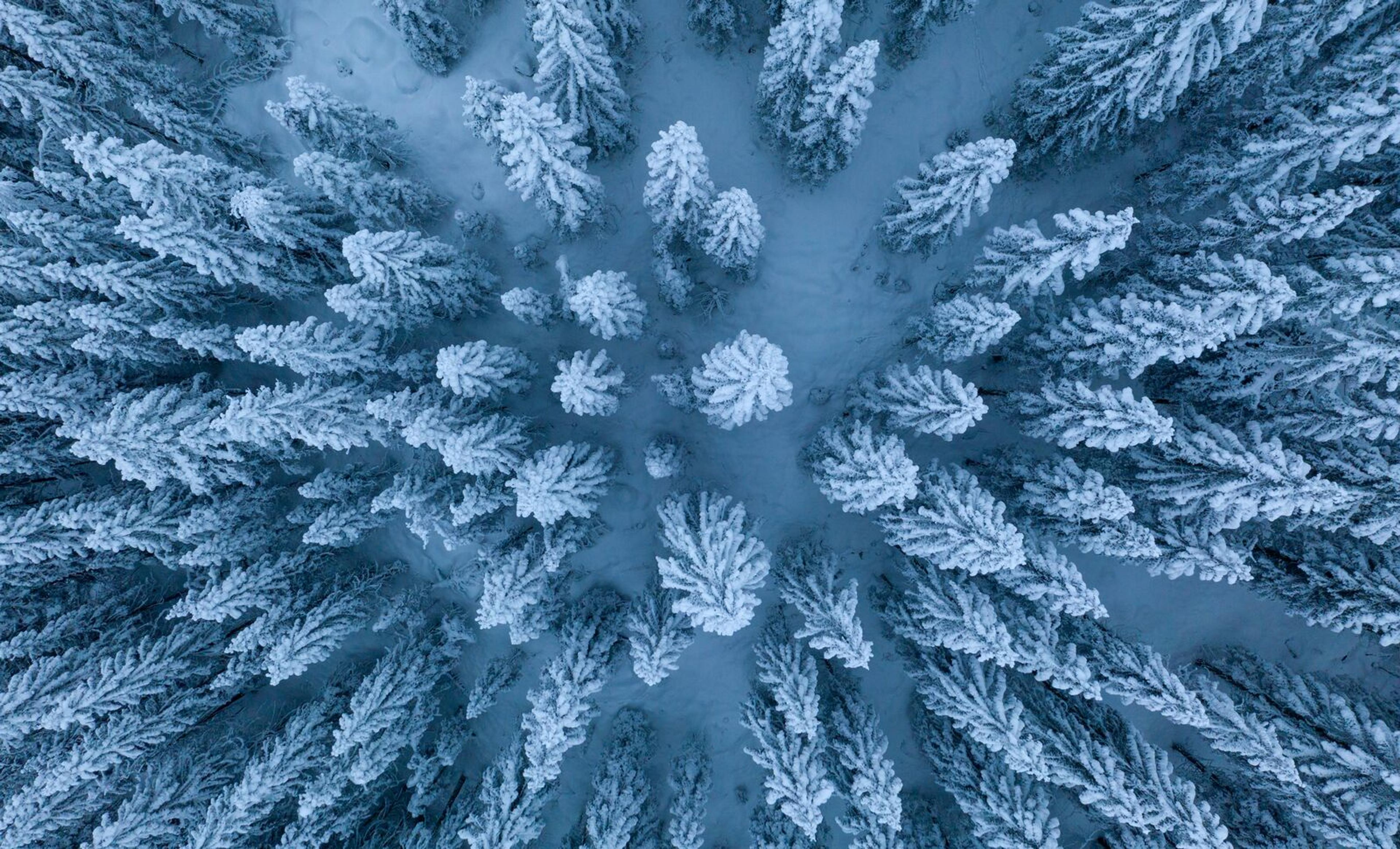 Tree tops covered in snow in Romeriksåsene Lunner, Eastern Norway